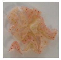 Horticulturae 10 00500 i004