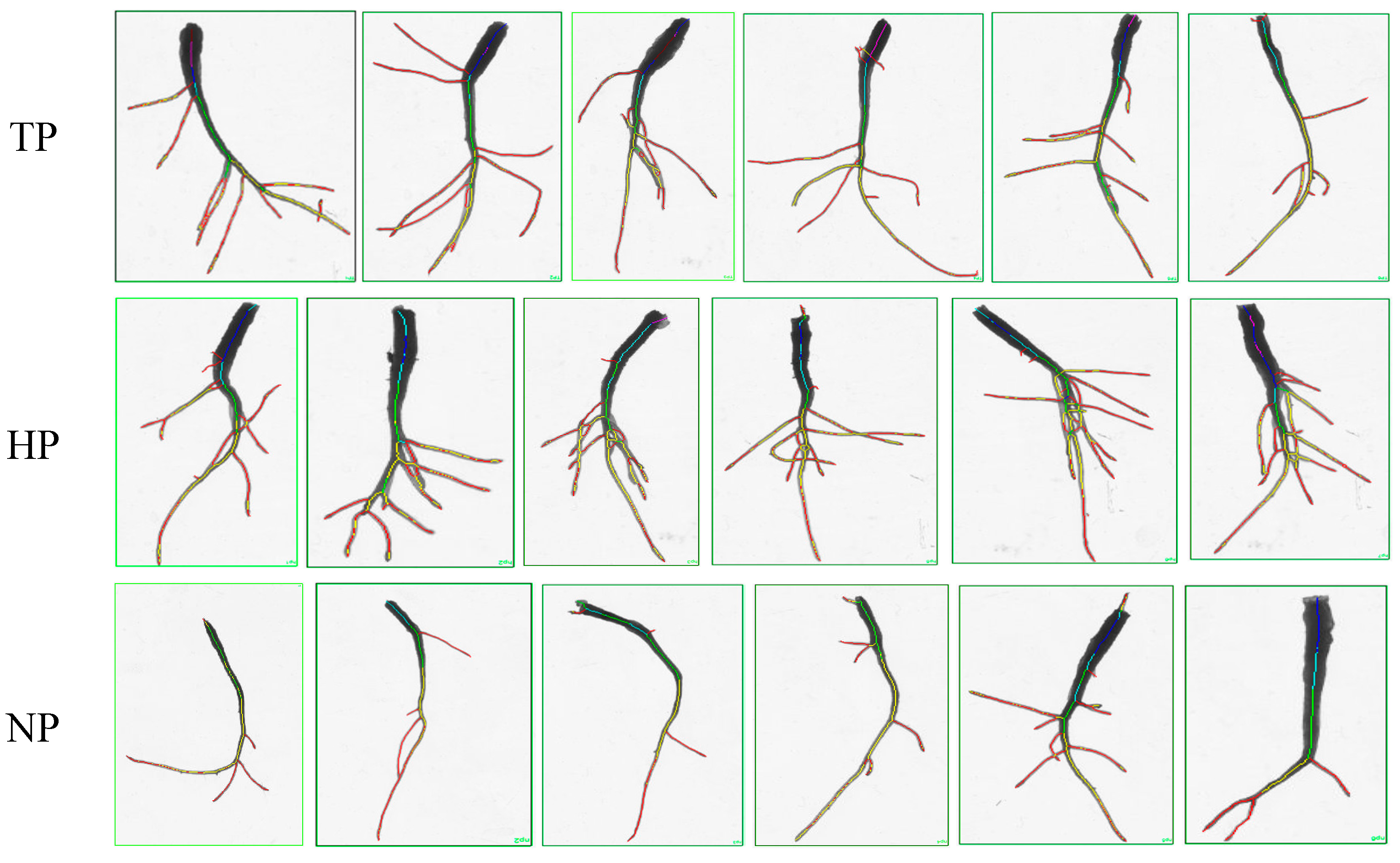Horticulturae 10 00506 g002