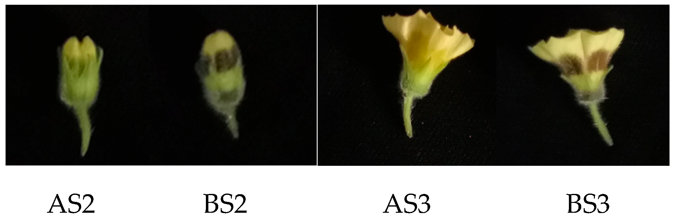Horticulturae 10 00507 g001