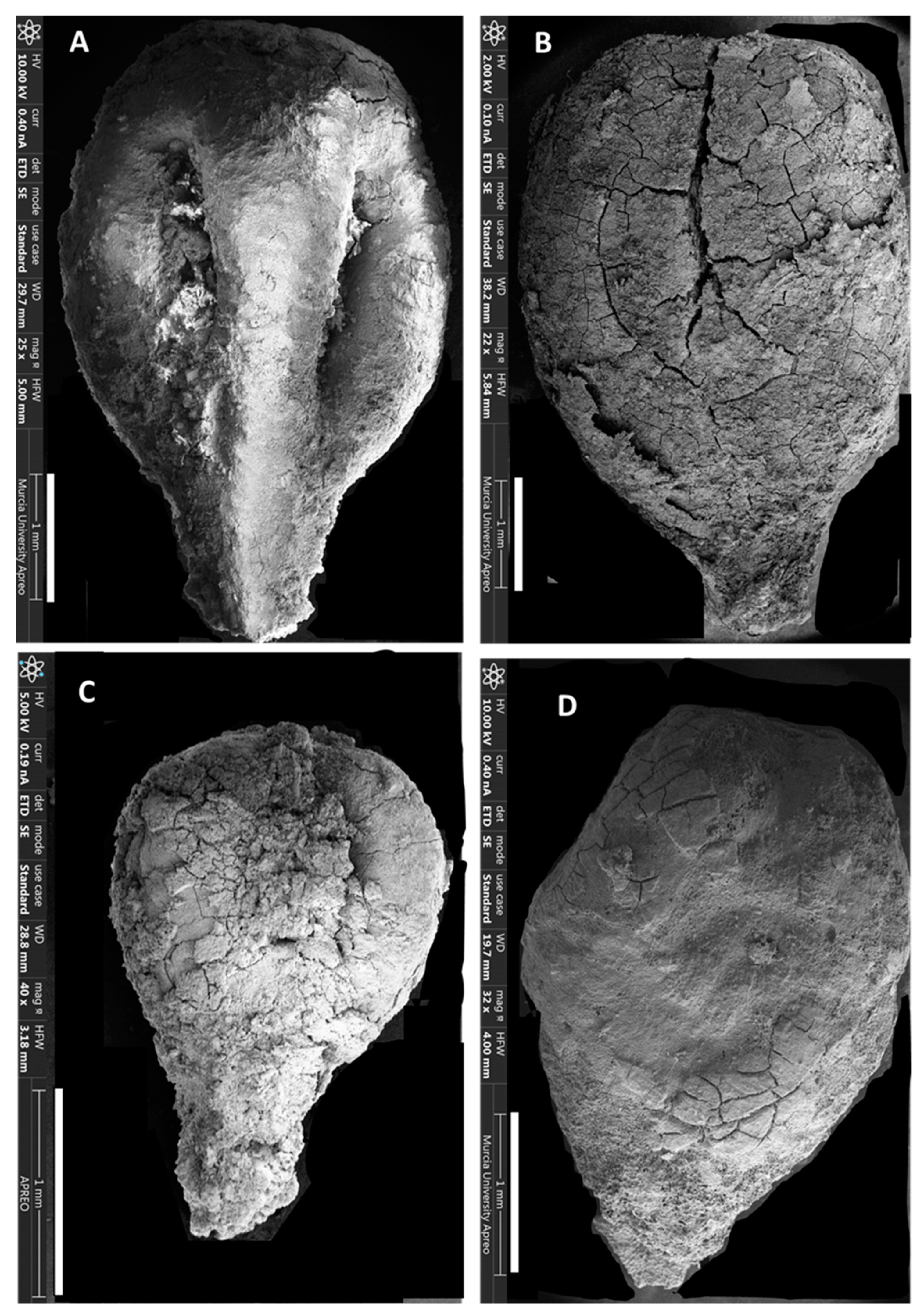 Horticulturae 10 00530 g003