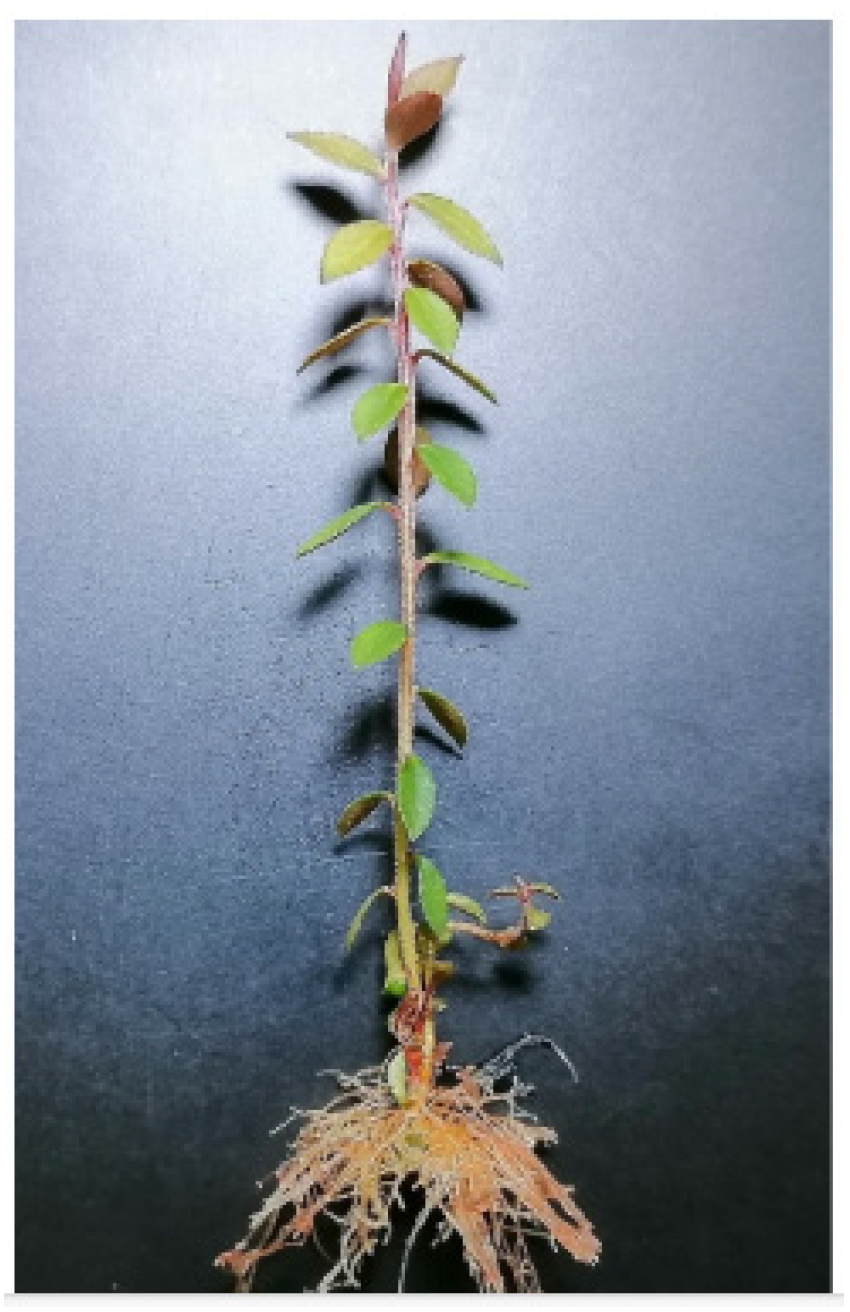 Horticulturae 10 00533 g002