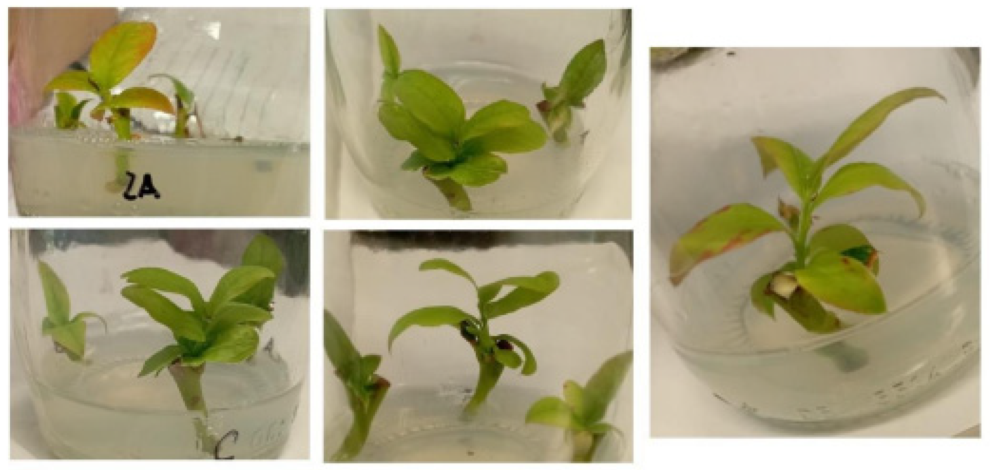 Horticulturae 10 00533 g003