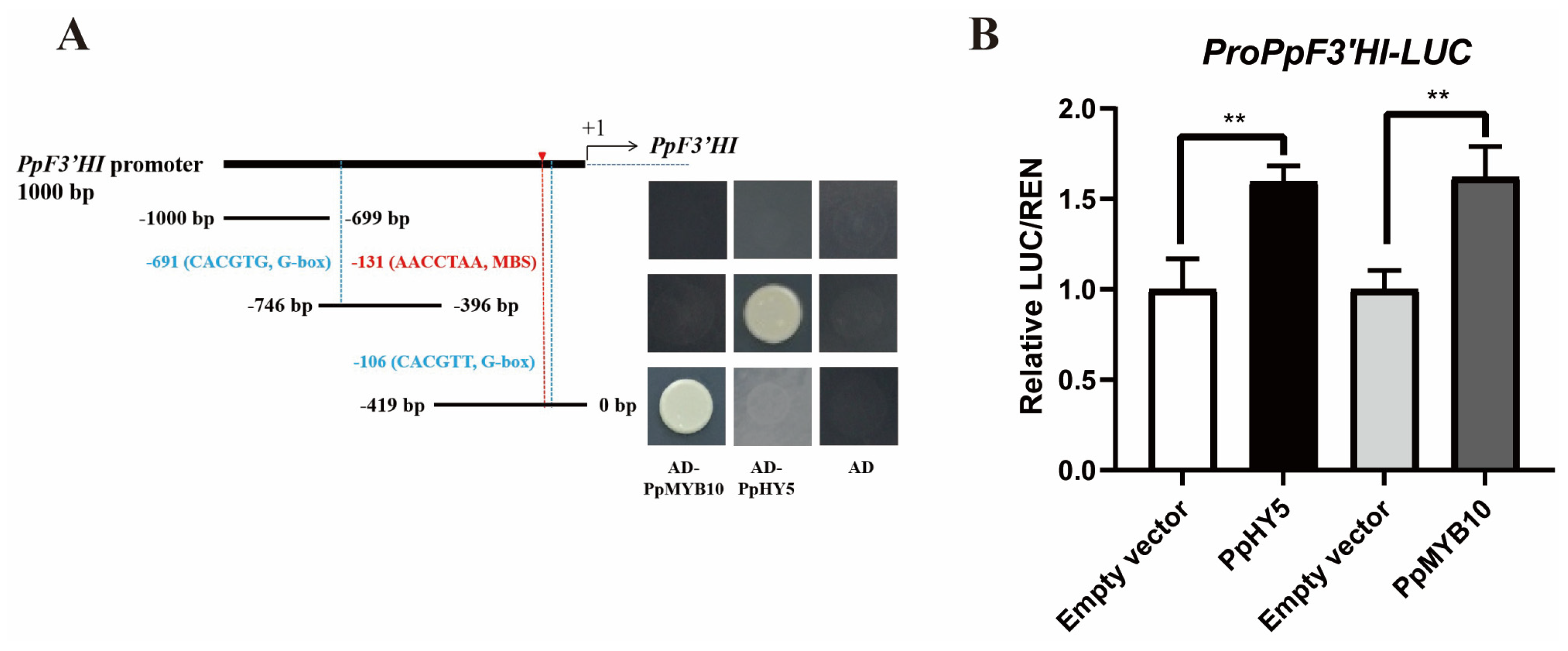 Horticulturae 10 00535 g007