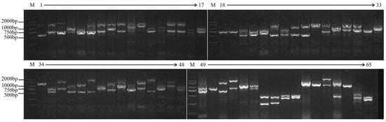 Horticulturae 10 00545 g001