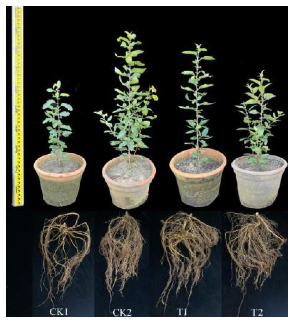 Horticulturae 10 00546 g002