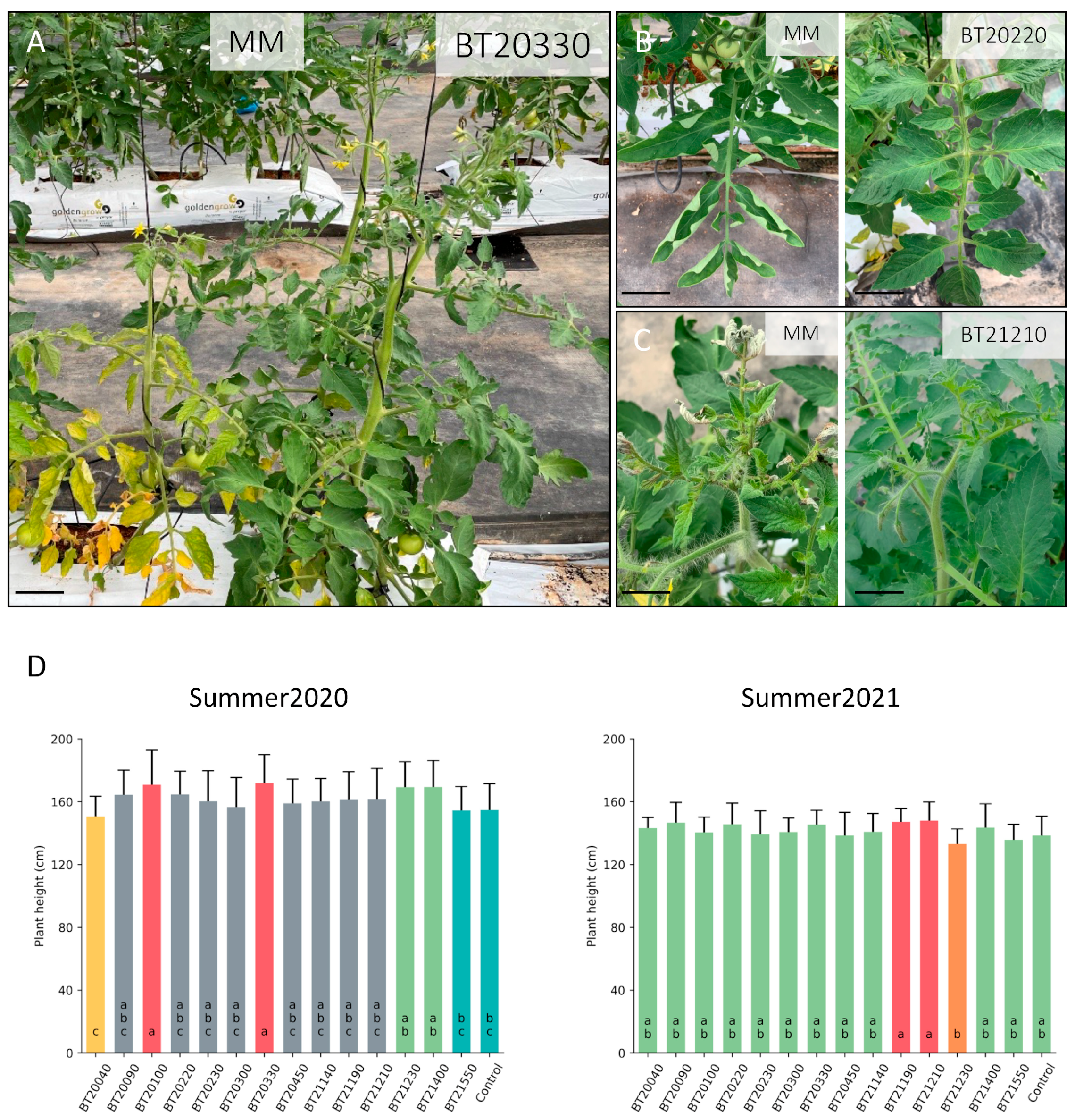 Horticulturae 10 00552 g003
