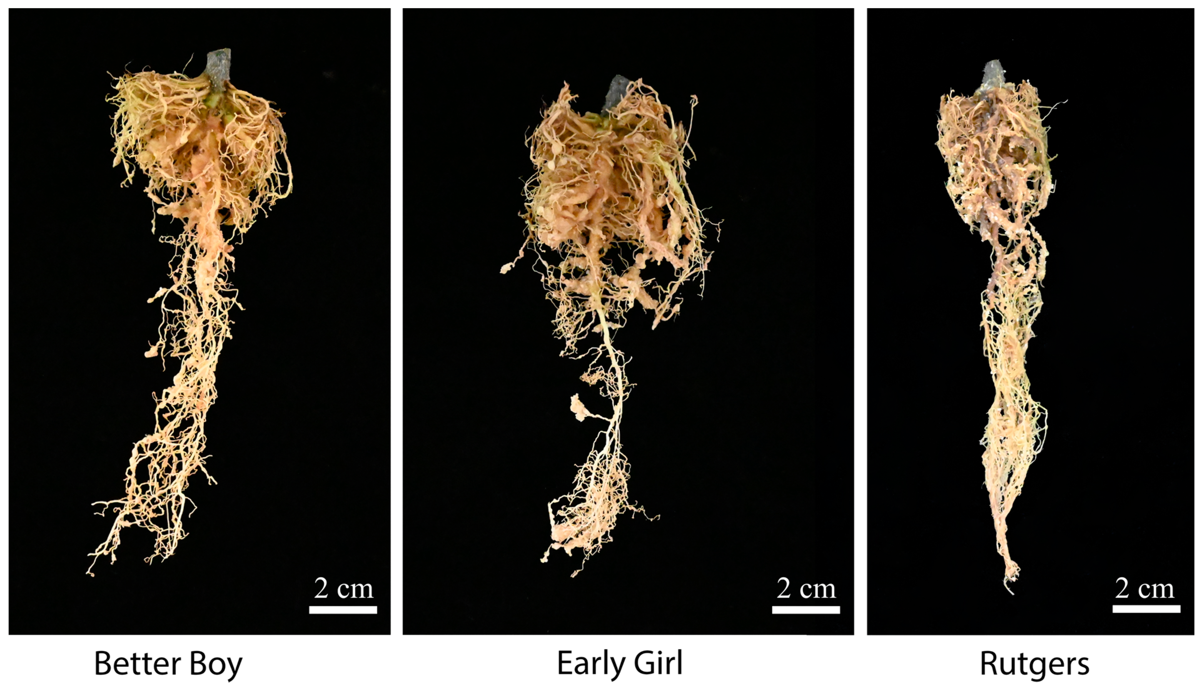 Horticulturae 10 00583 g002 Horticulturae 10 00583 g002