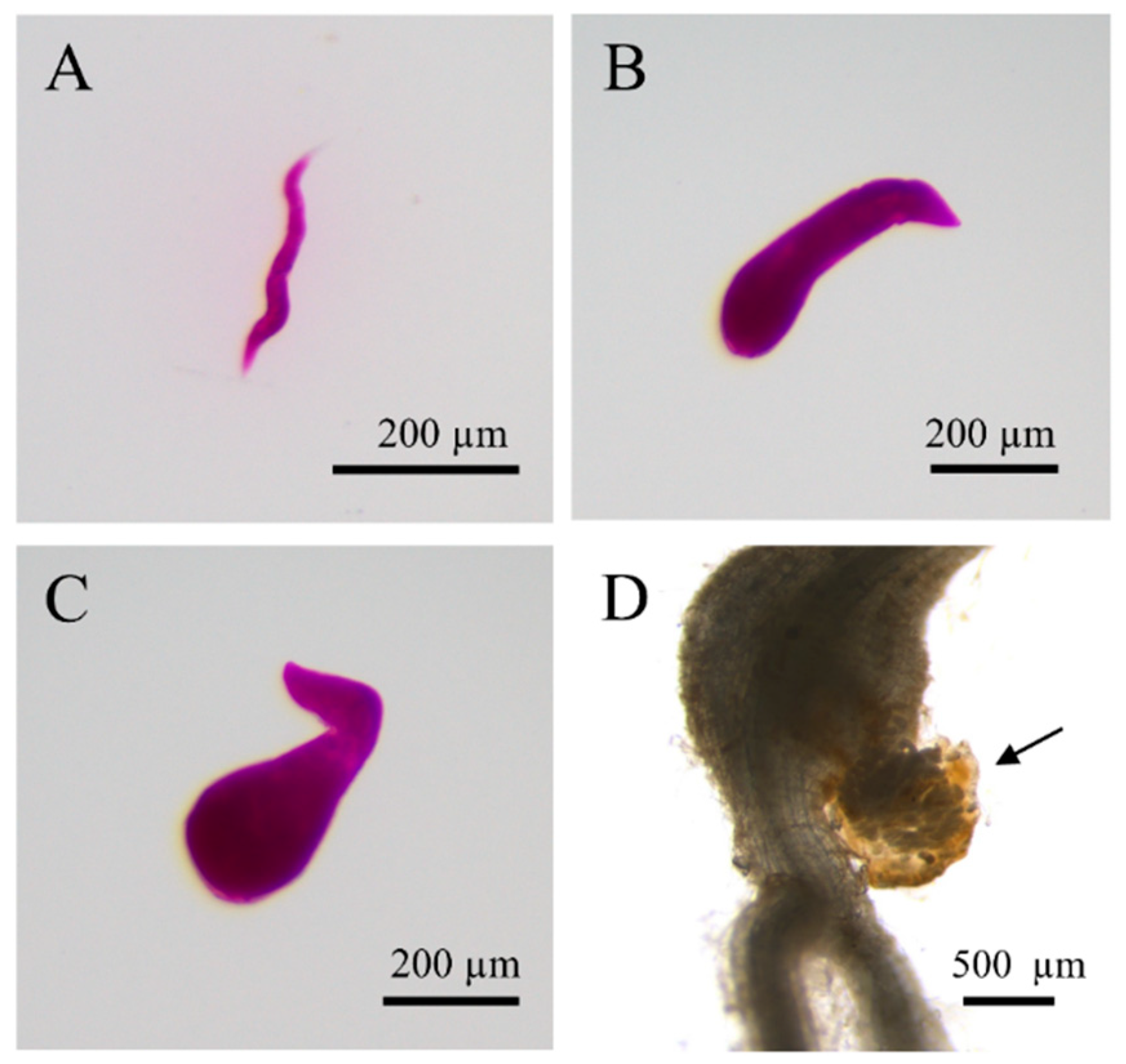 Horticulturae 10 00583 g004 Horticulturae 10 00583 g004