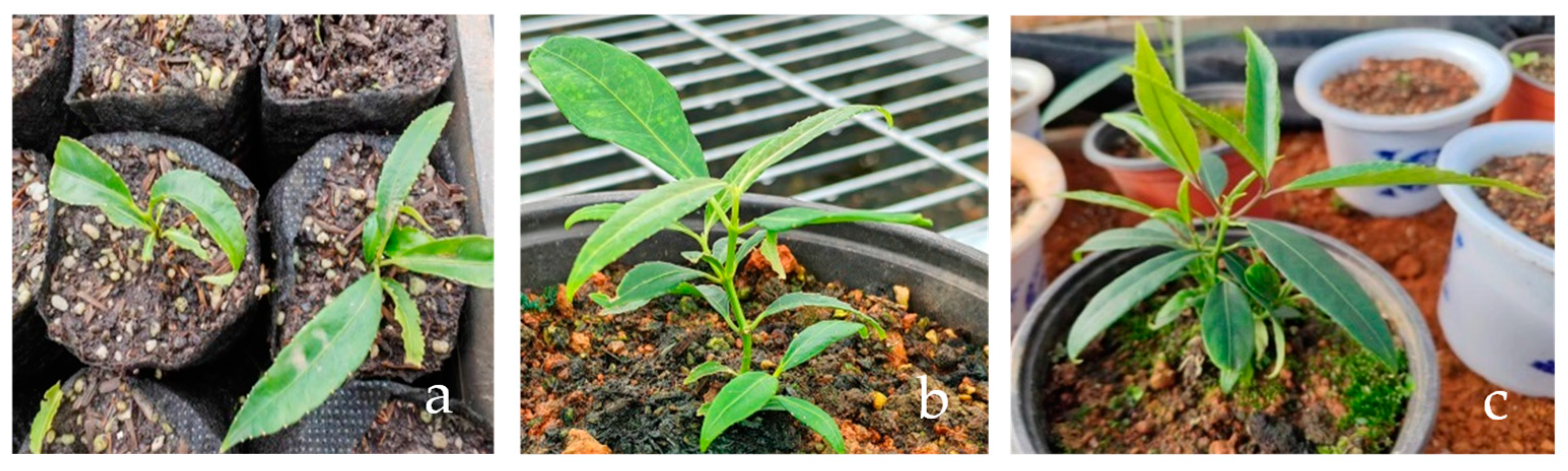 Horticulturae 10 00587 g001