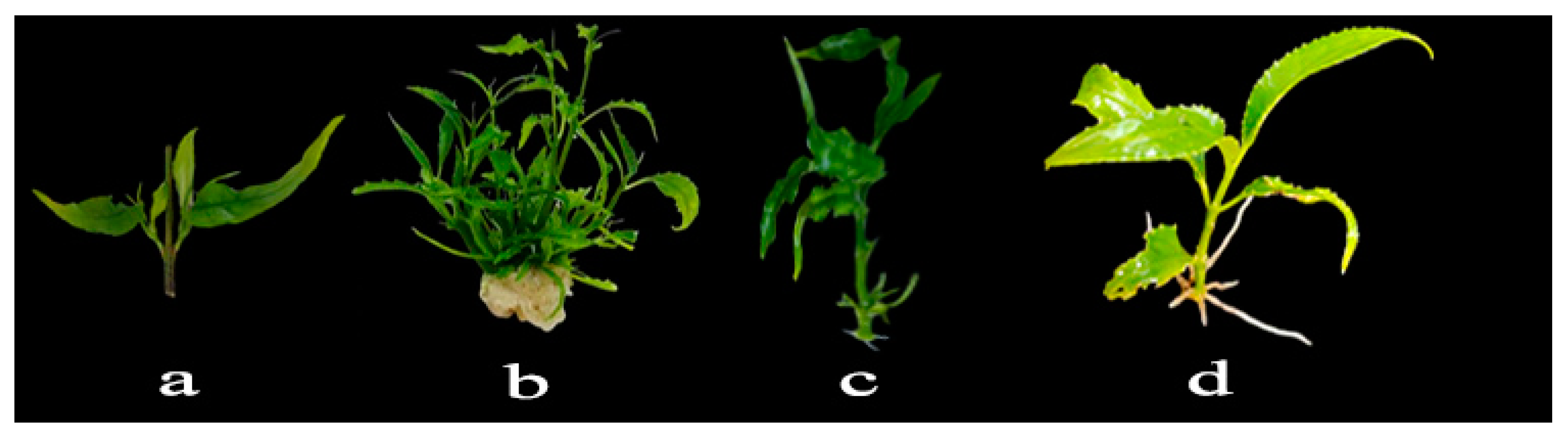 Horticulturae 10 00587 g002