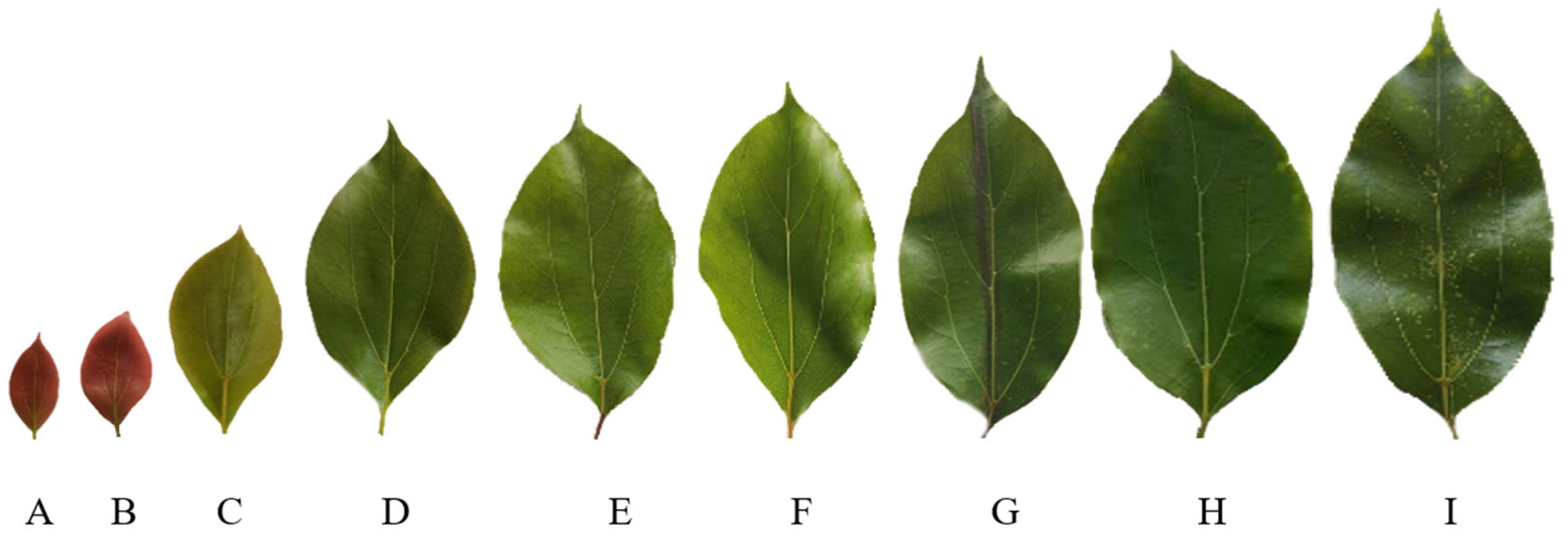 Horticulturae 10 00597 g001