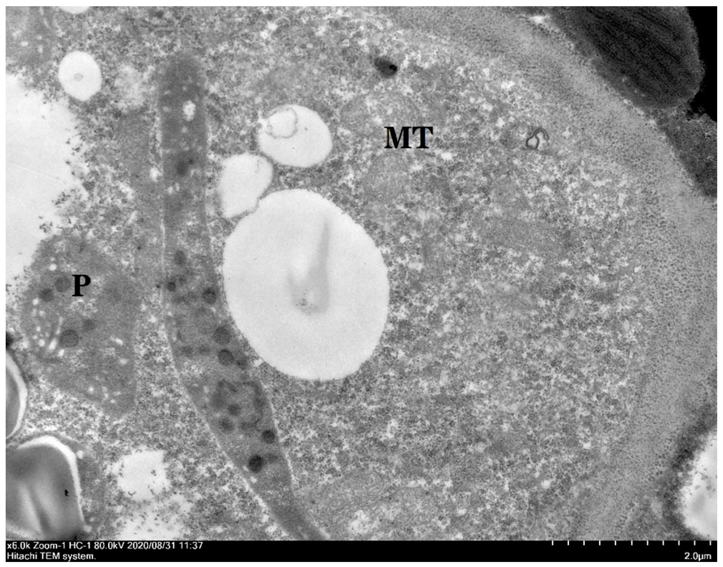 Horticulturae 10 00597 g008
