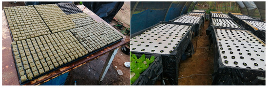 Horticulturae 10 00605 g0a2