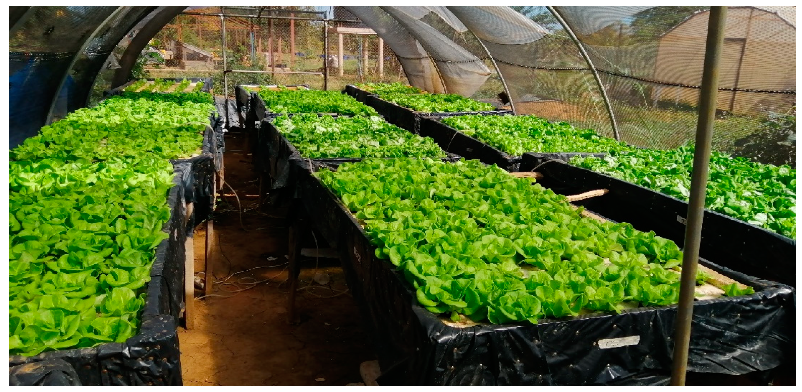 Horticulturae 10 00605 g0a3