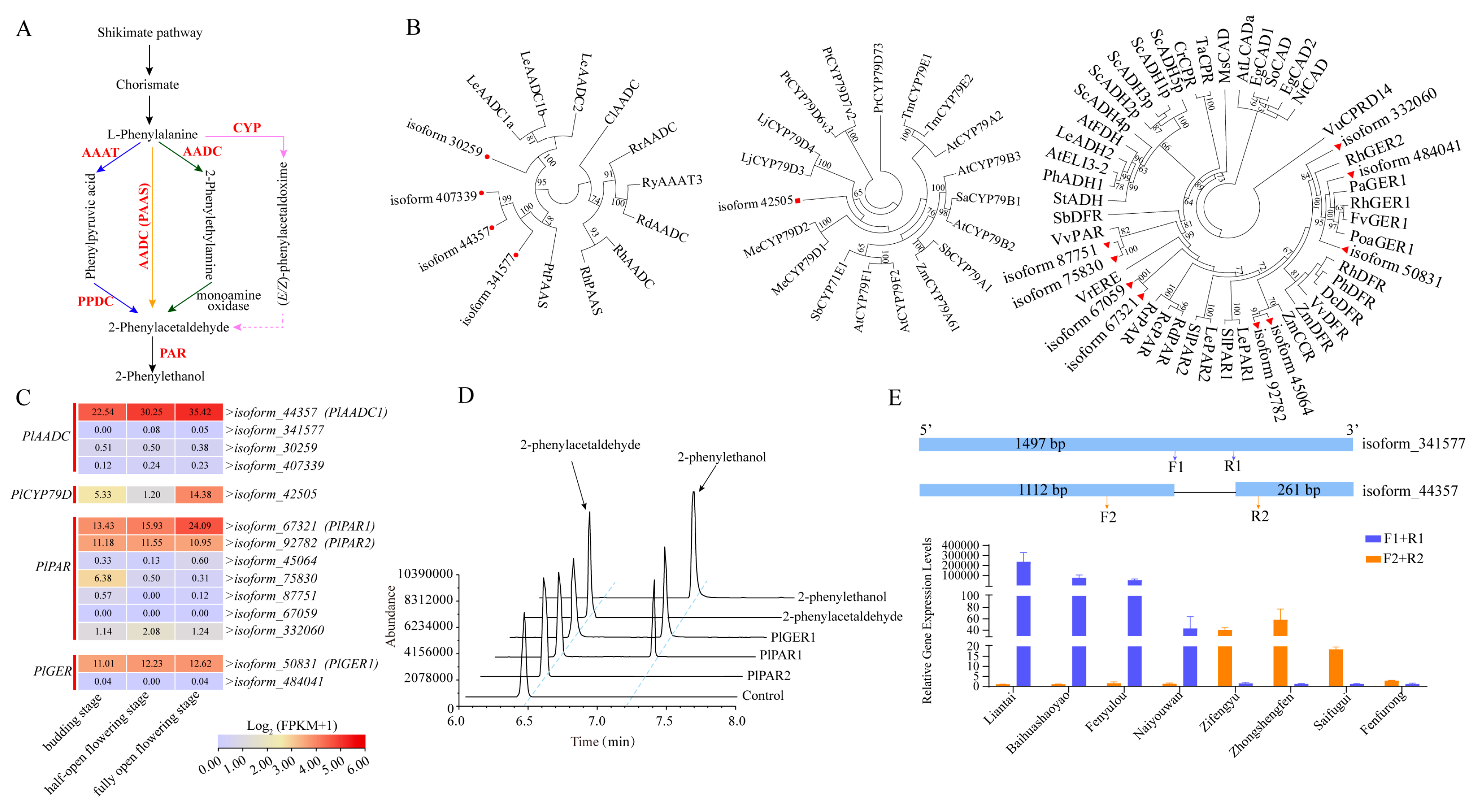Horticulturae 10 00617 g006