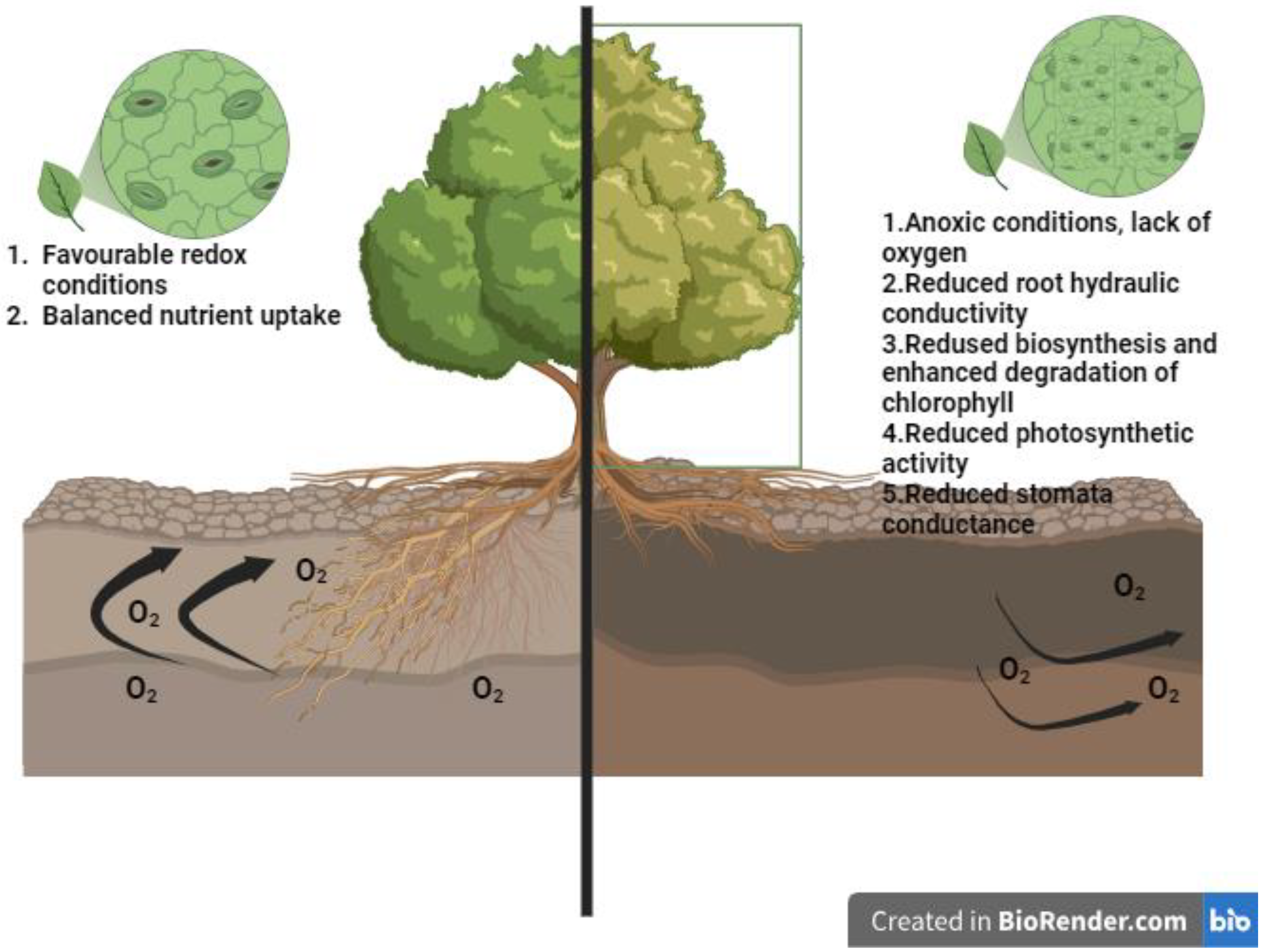 Horticulturae 10 00623 g002