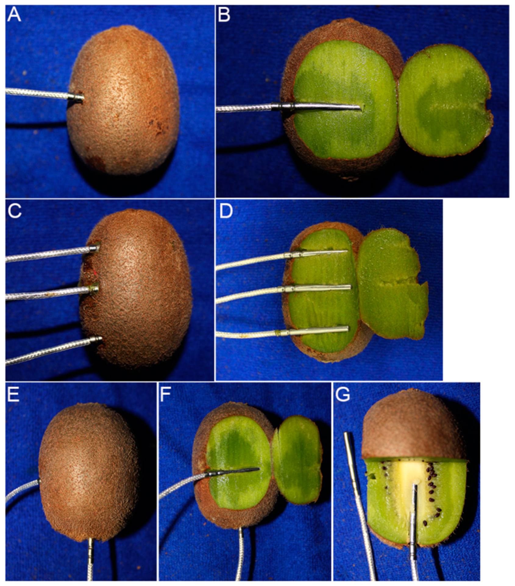 Horticulturae 10 00624 g001