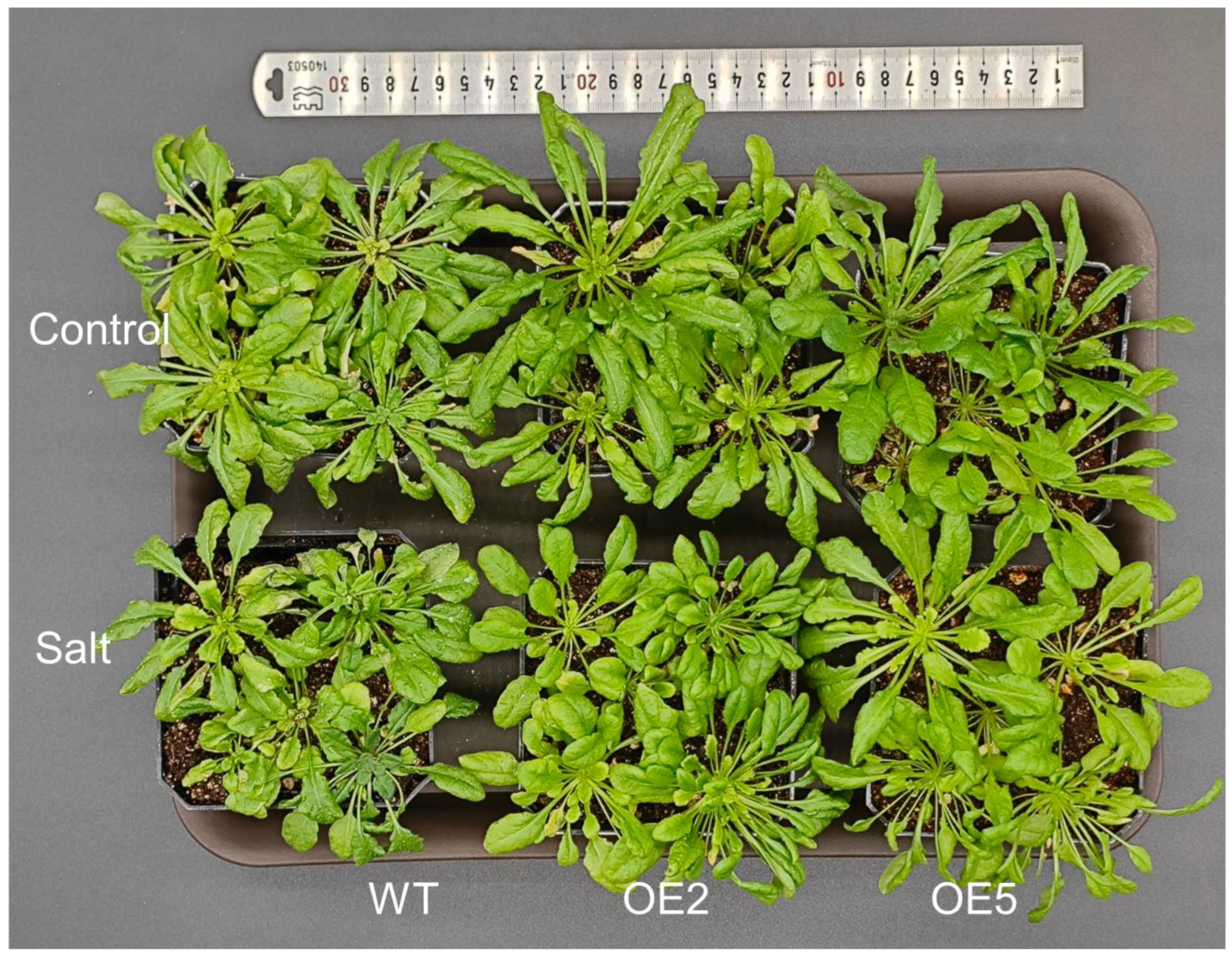Horticulturae 10 00628 g007 Horticulturae 10 00628 g007