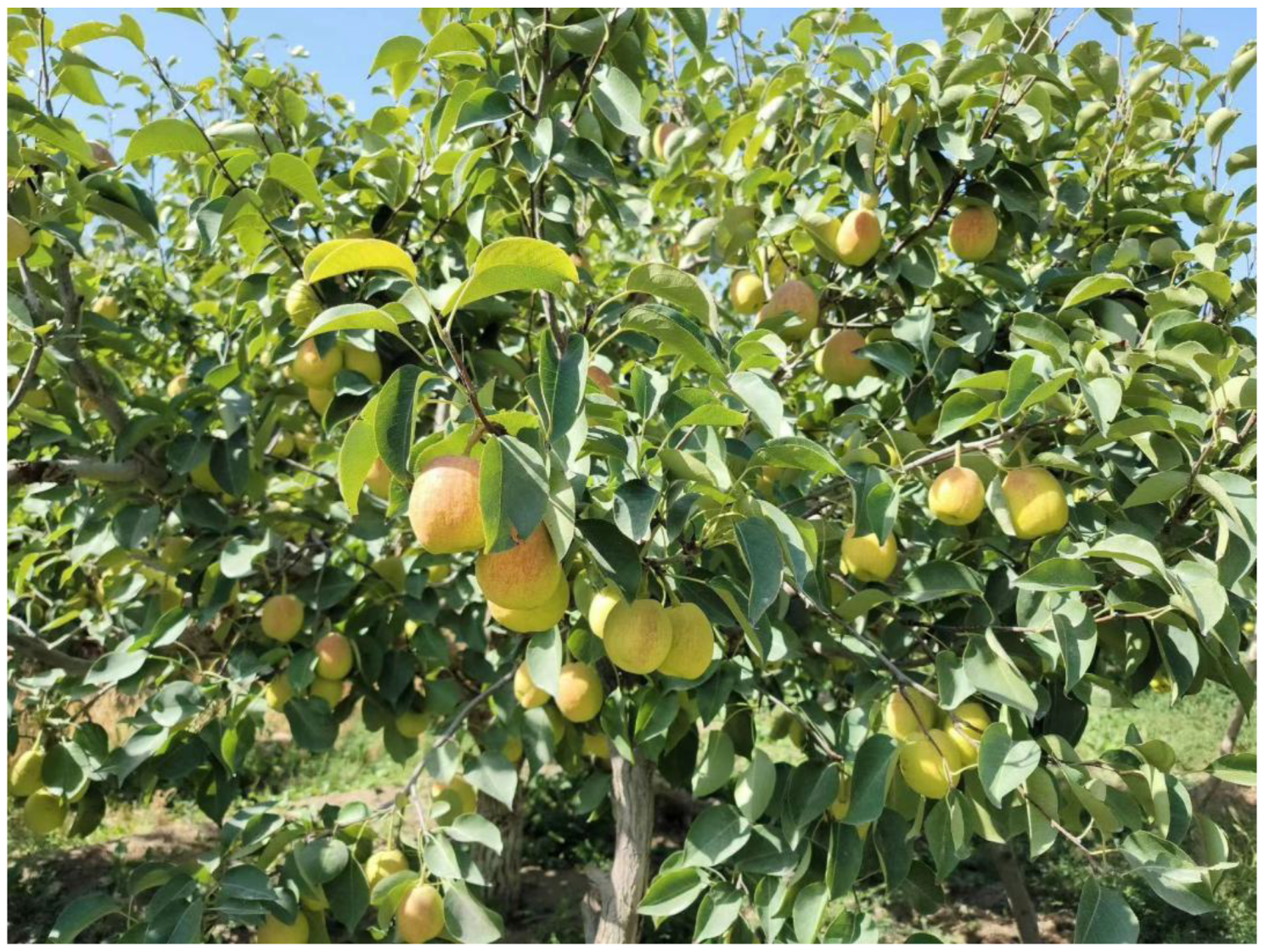 Horticulturae 10 00637 g001