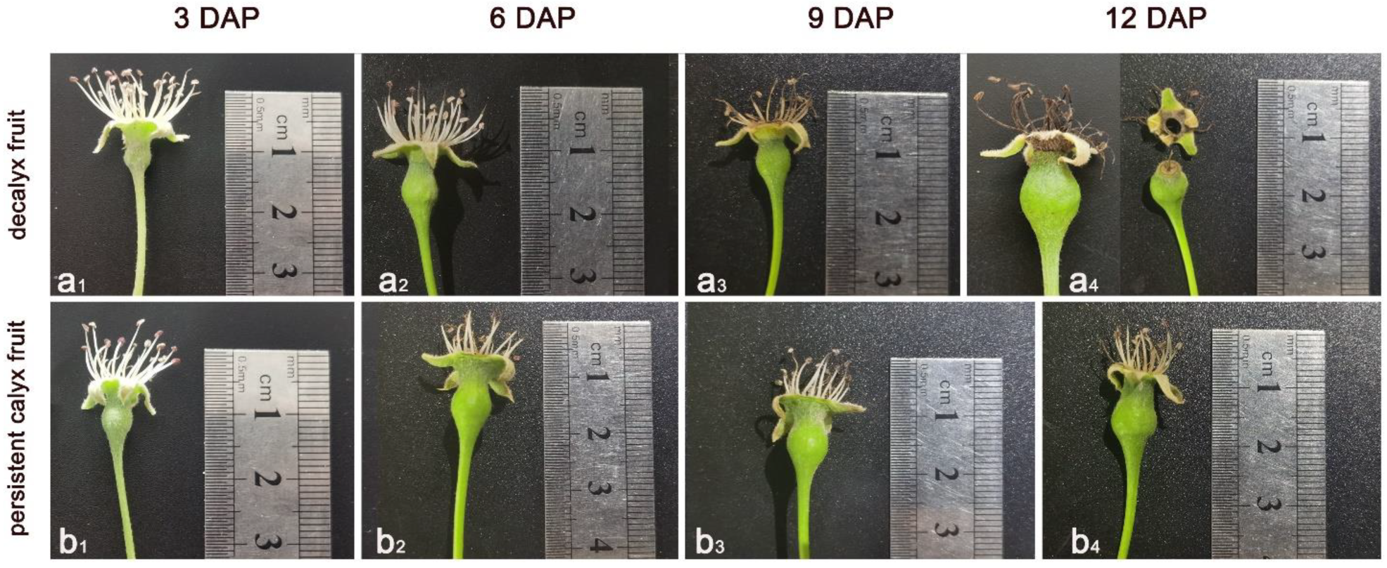 Horticulturae 10 00637 g002