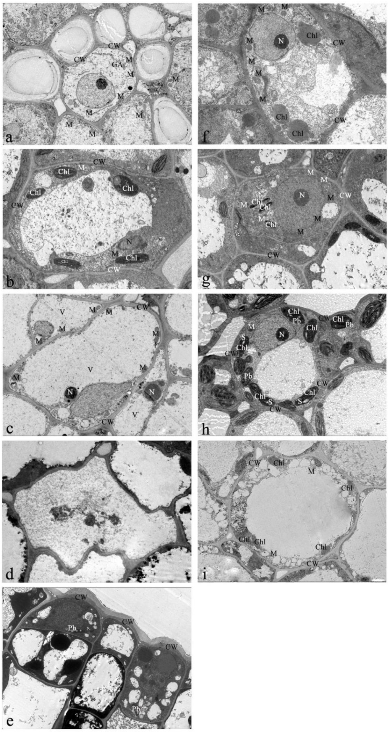 Horticulturae 10 00637 g004