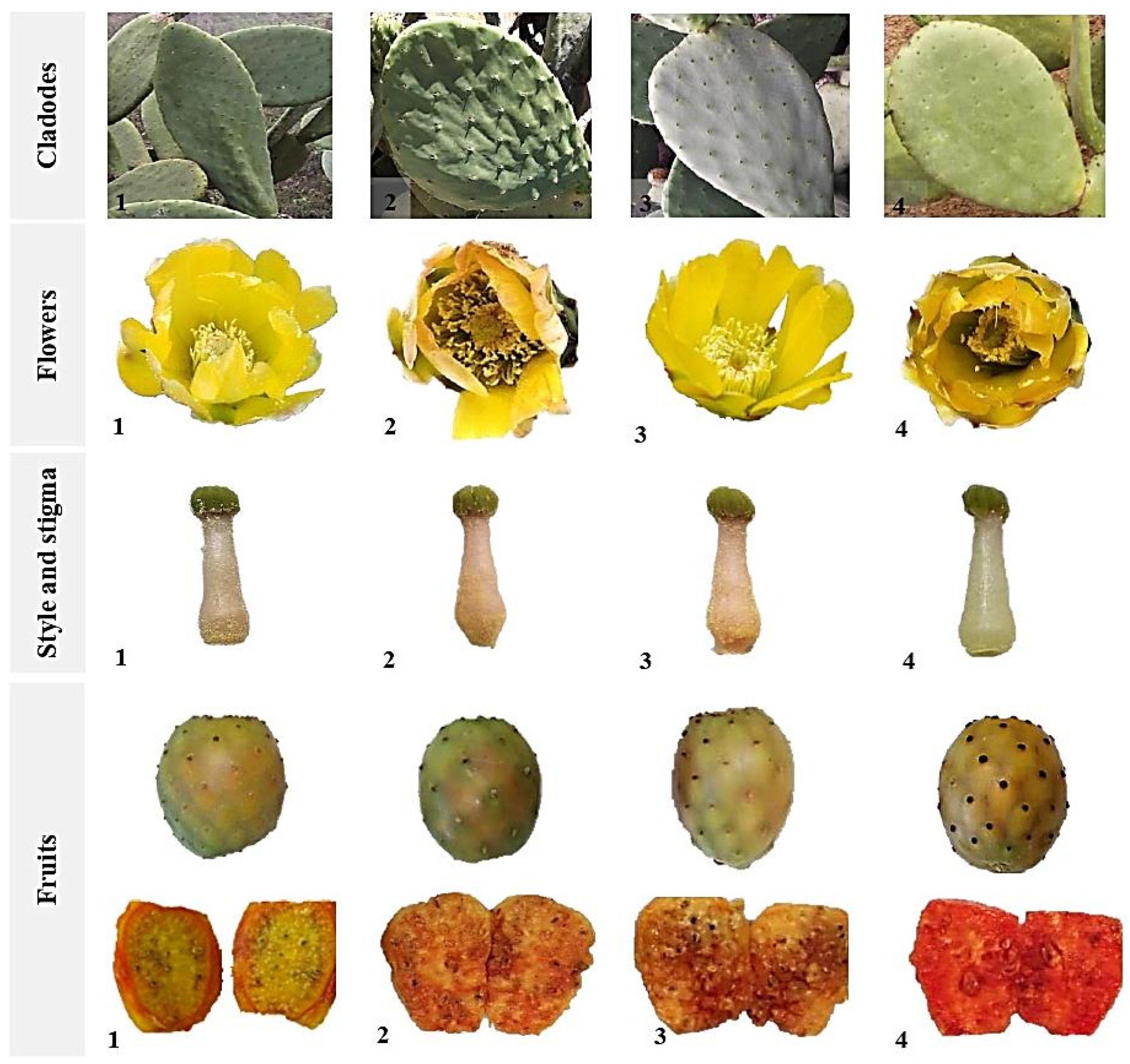 Horticulturae 10 00662 g006