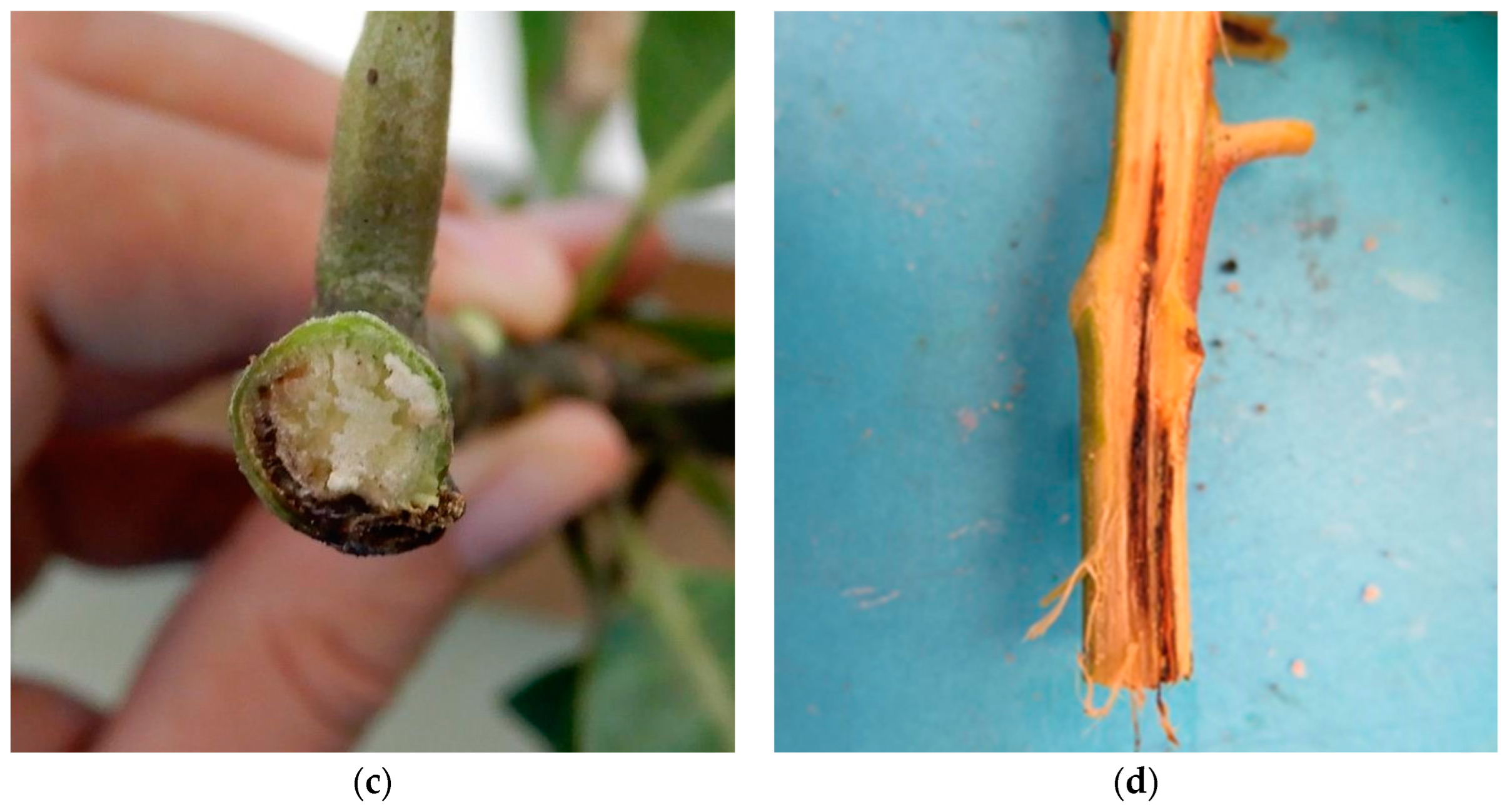 Horticulturae 10 00678 g001b