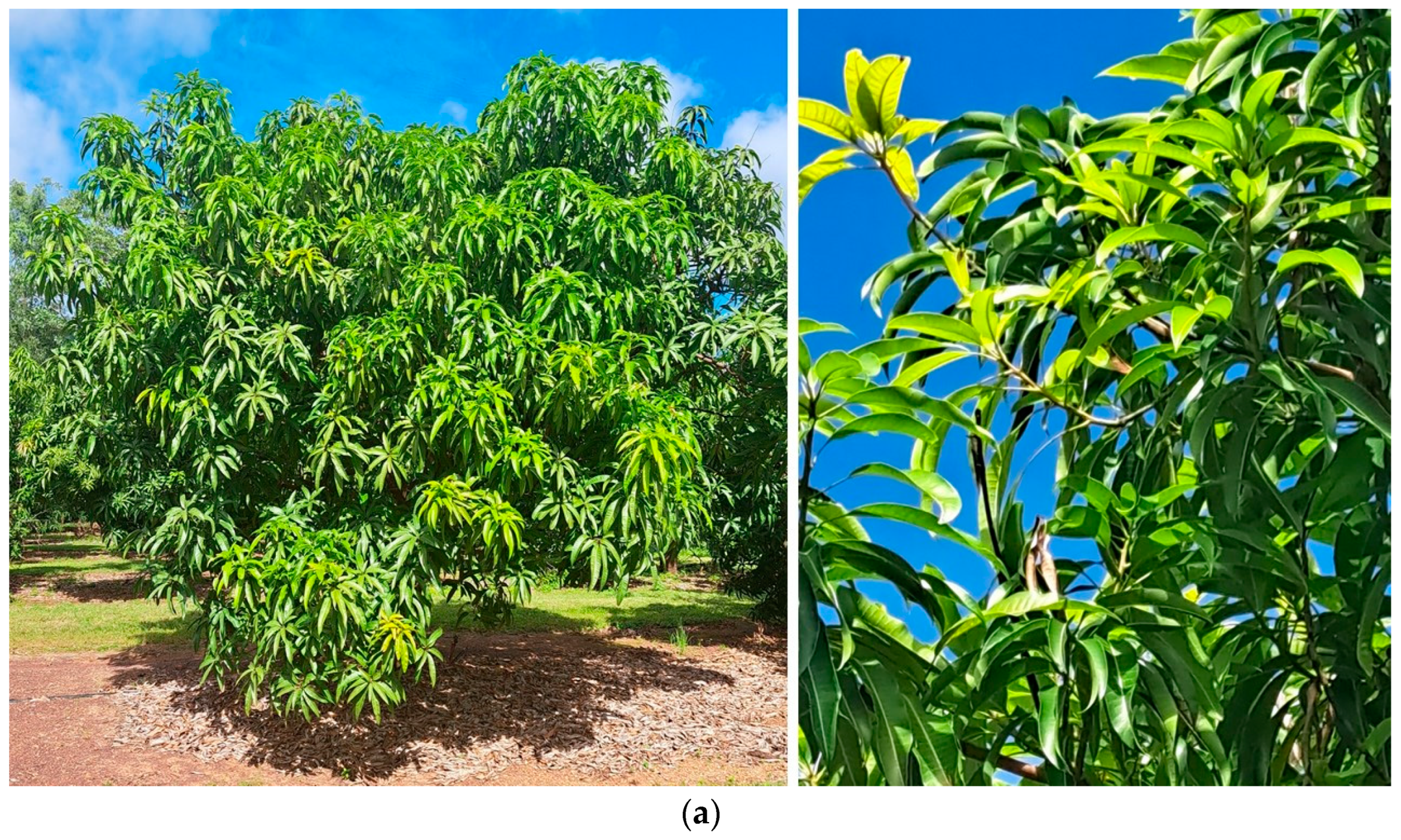 Horticulturae 10 00678 g002a