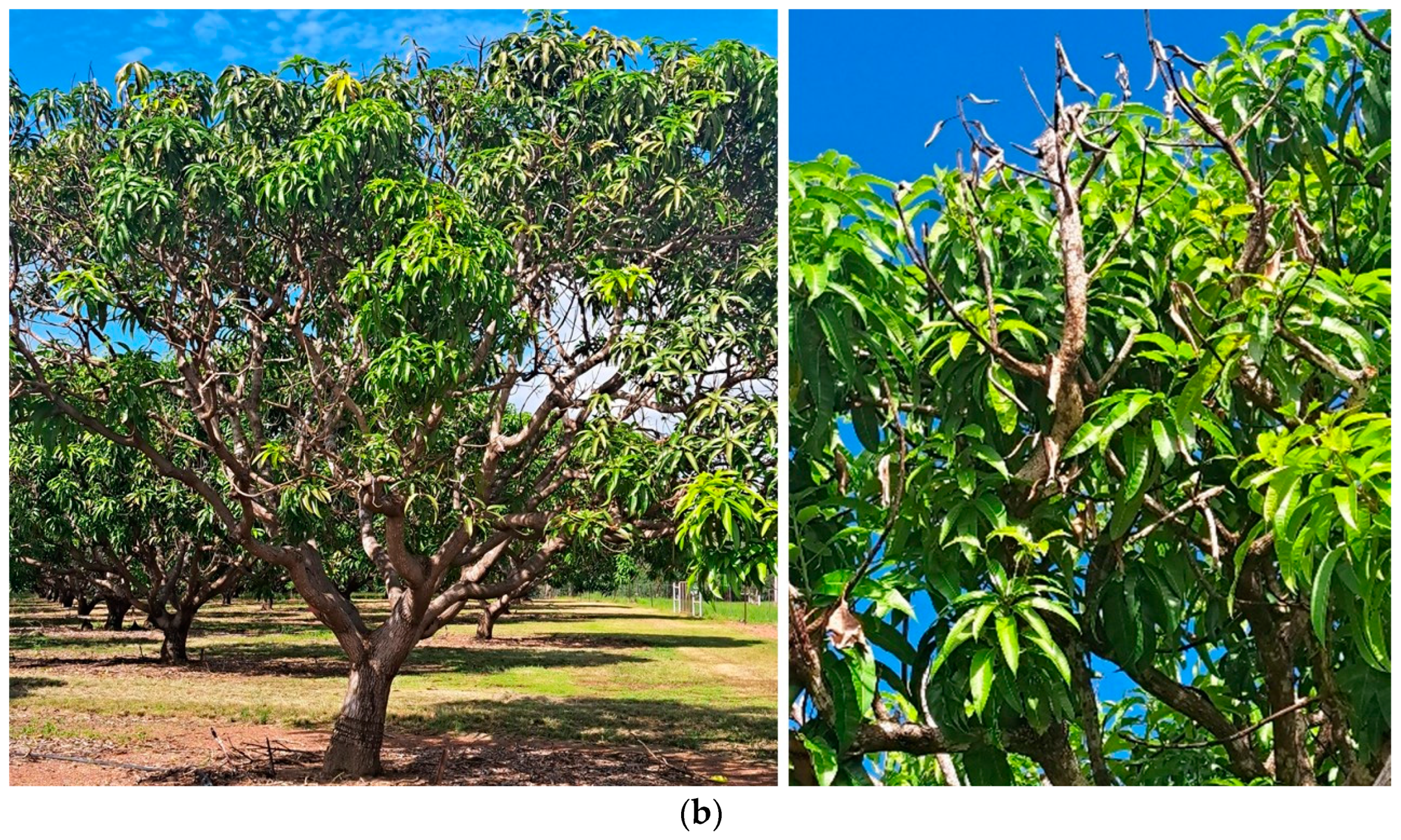 Horticulturae 10 00678 g002b