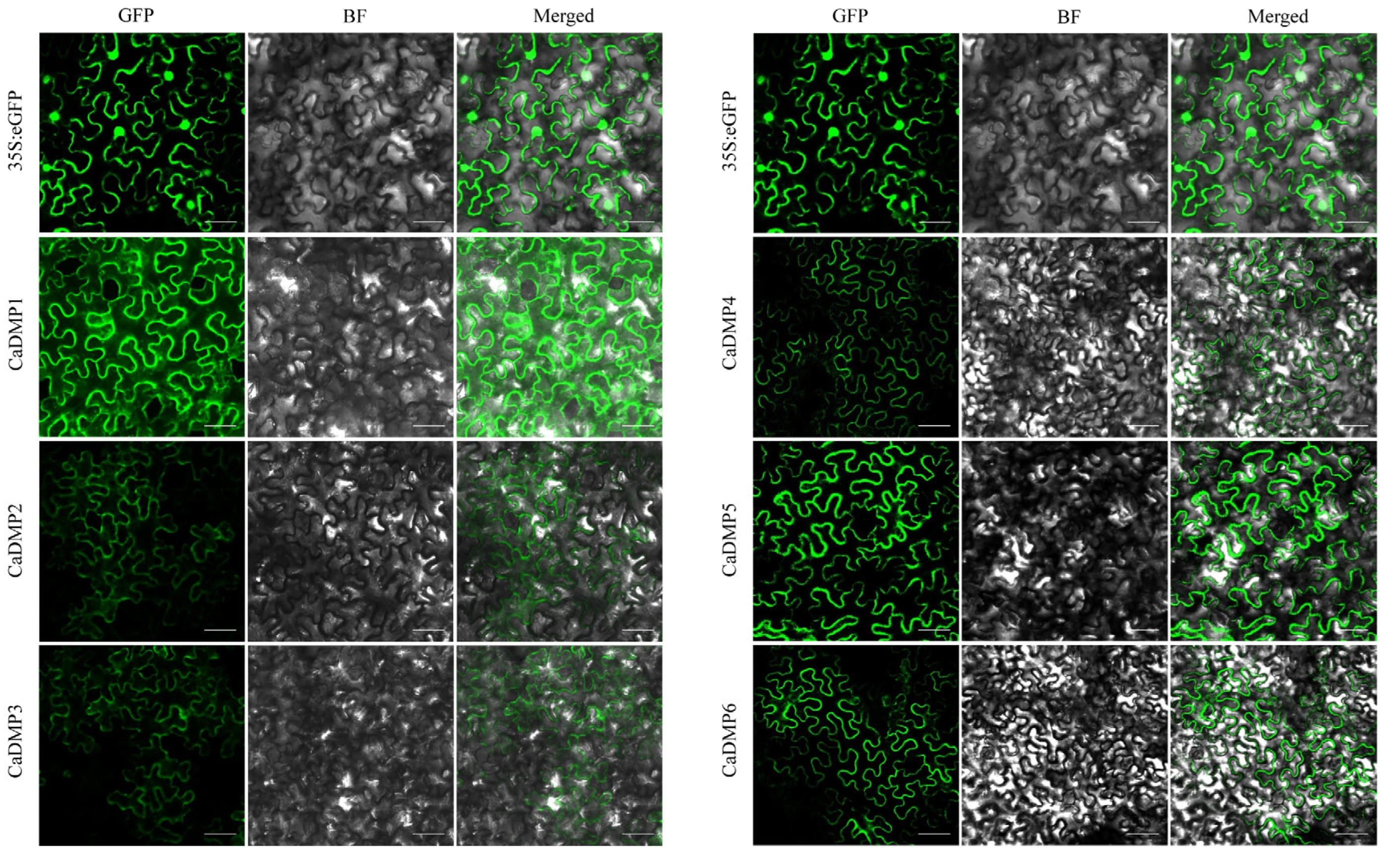 Horticulturae 10 00679 g007