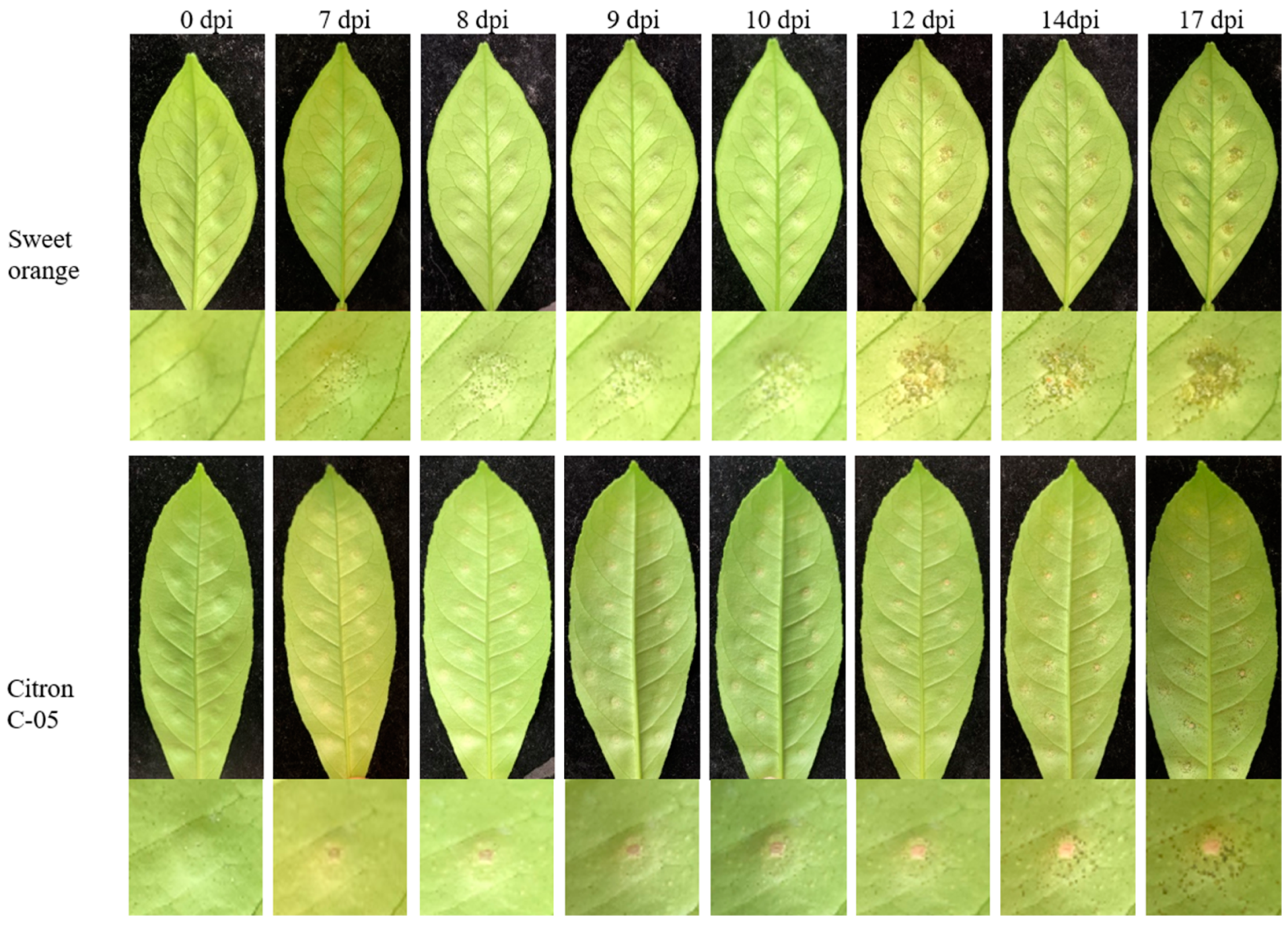 Horticulturae 10 00693 g001