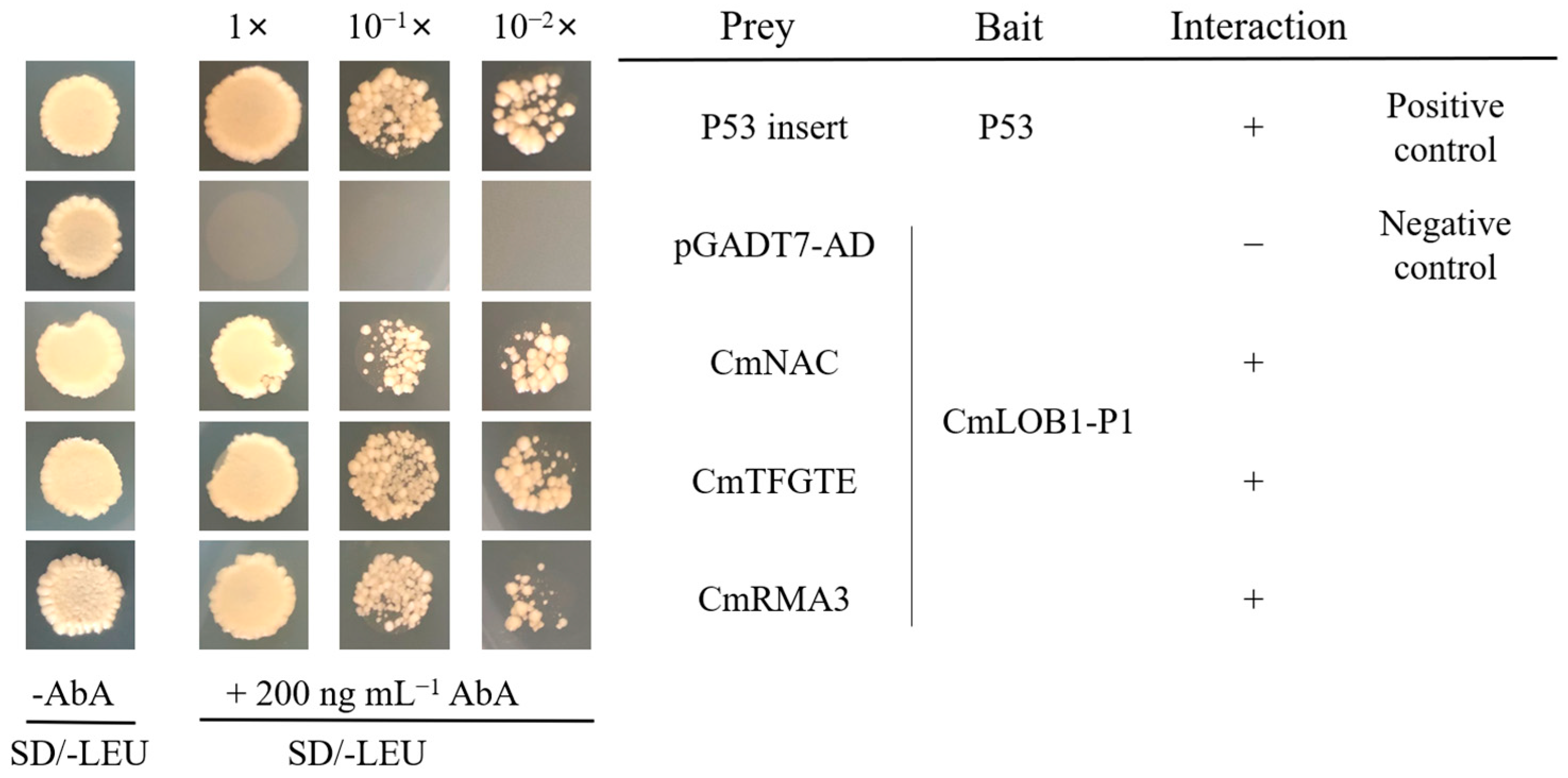 Horticulturae 10 00693 g002