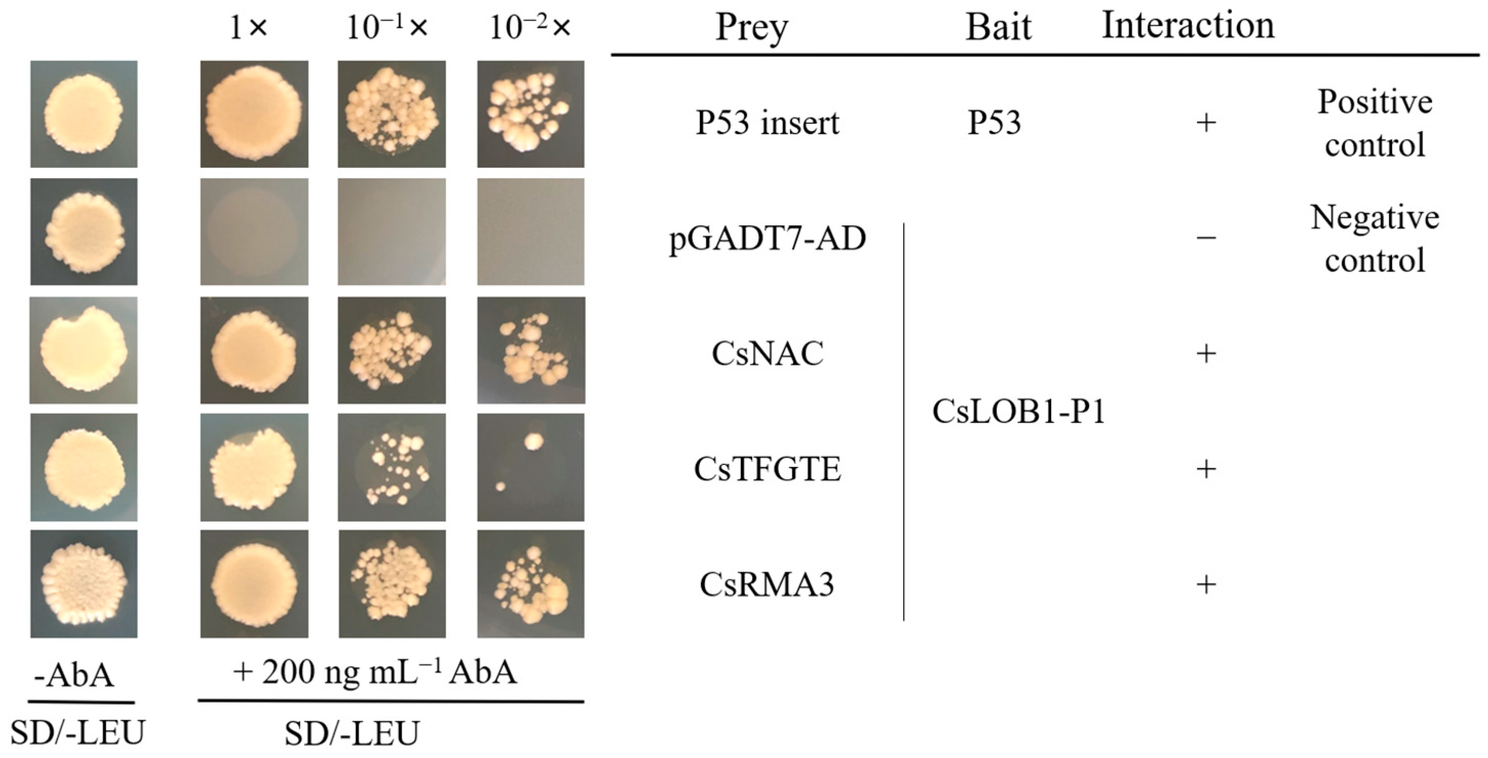 Horticulturae 10 00693 g003