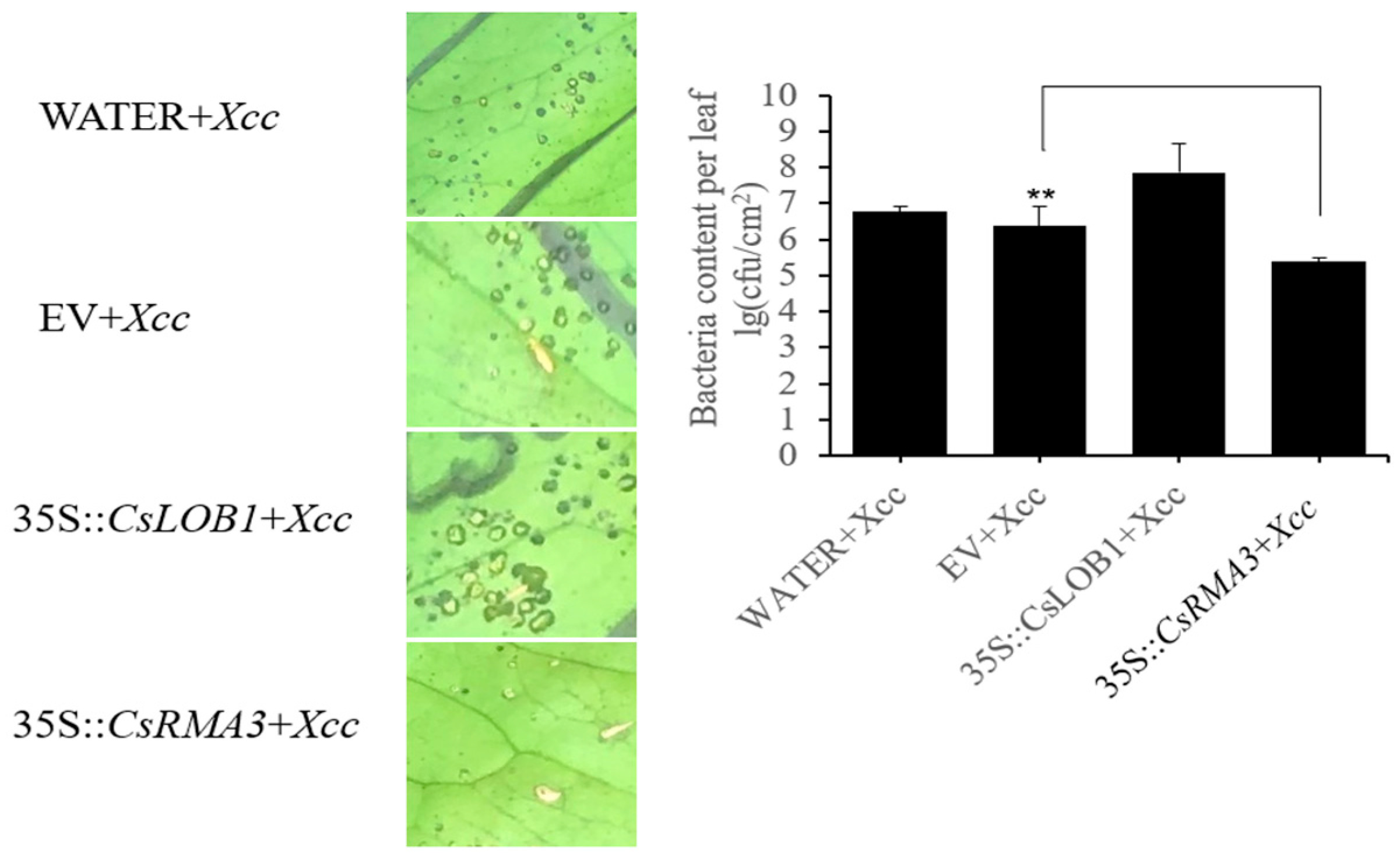 Horticulturae 10 00693 g007
