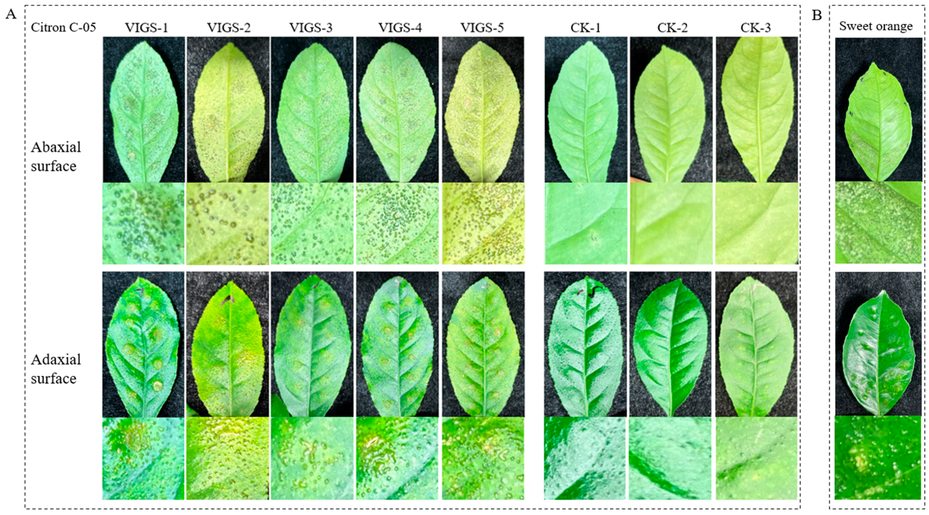 Horticulturae 10 00693 g011