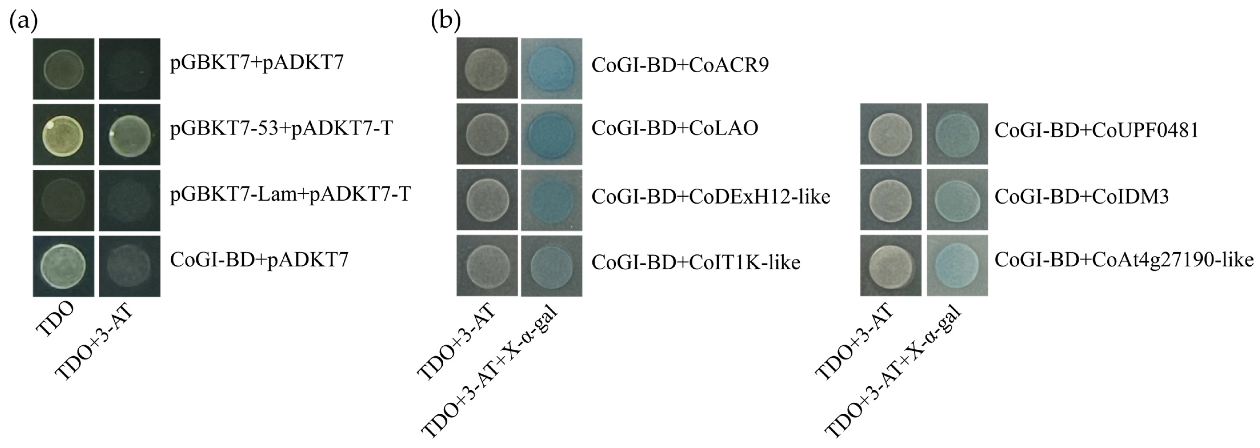 Horticulturae 10 00715 g005 Horticulturae 10 00715 g005