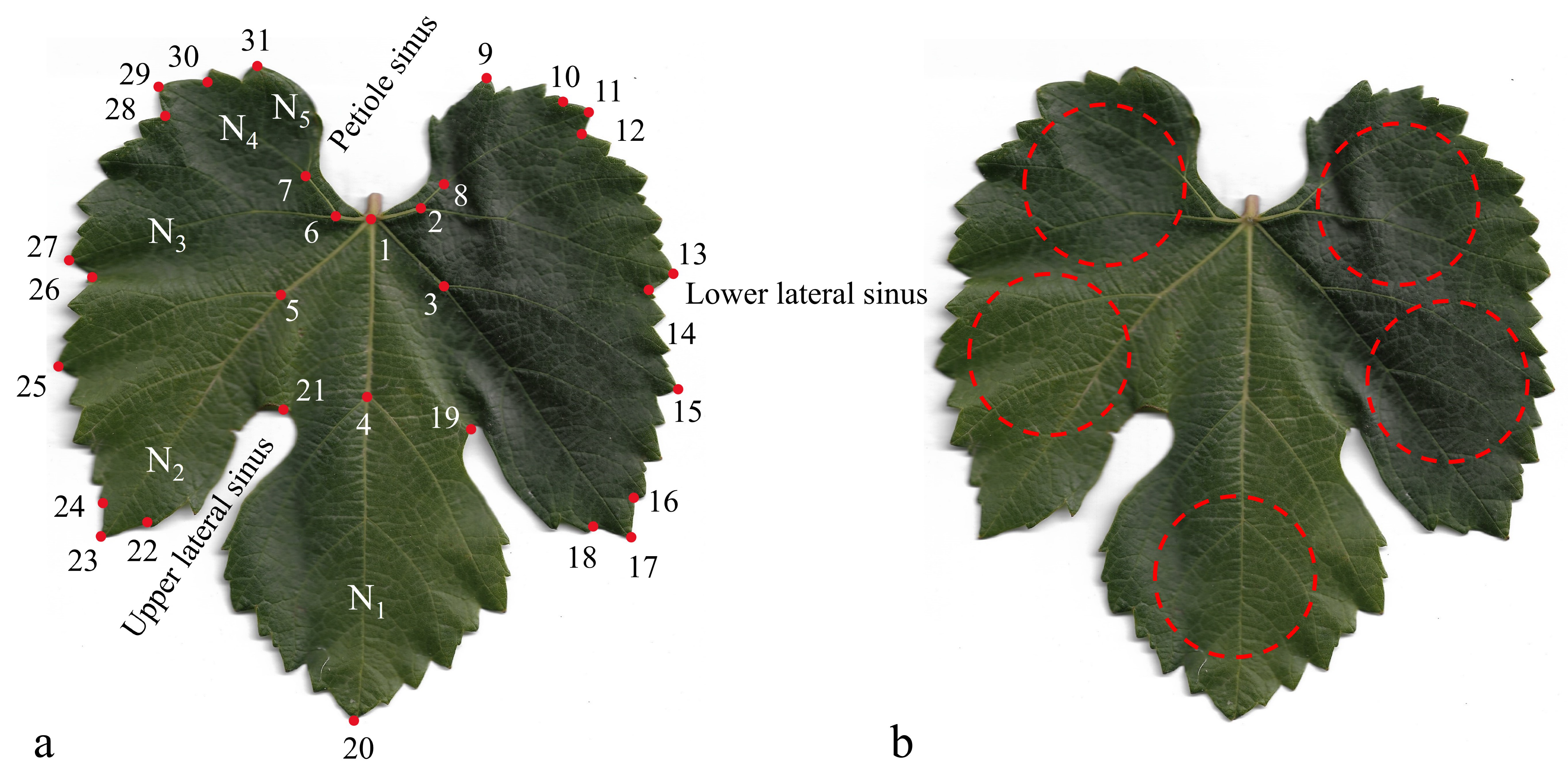 Horticulturae 10 00716 g002 Horticulturae 10 00716 g002