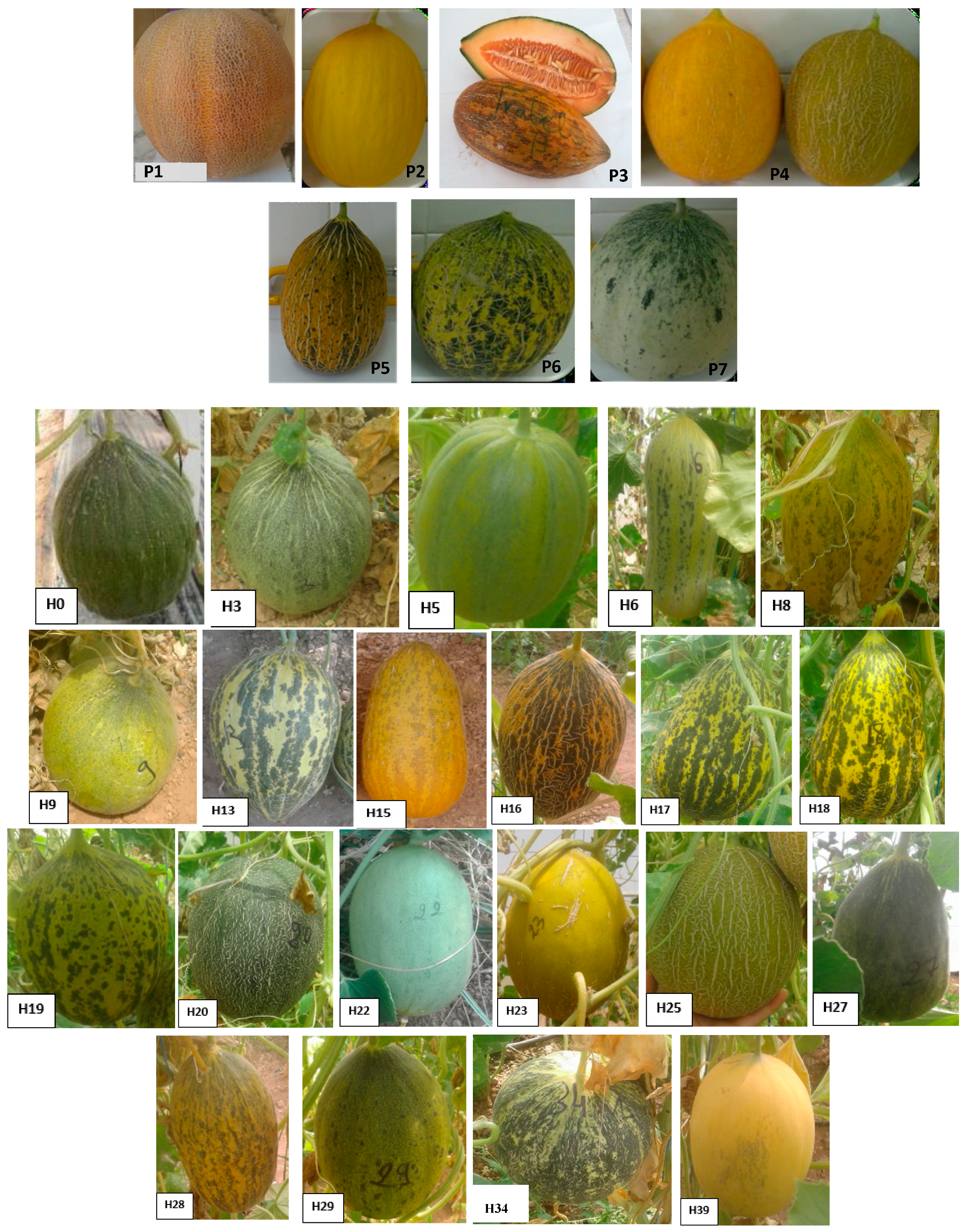 Horticulturae 10 00724 g001