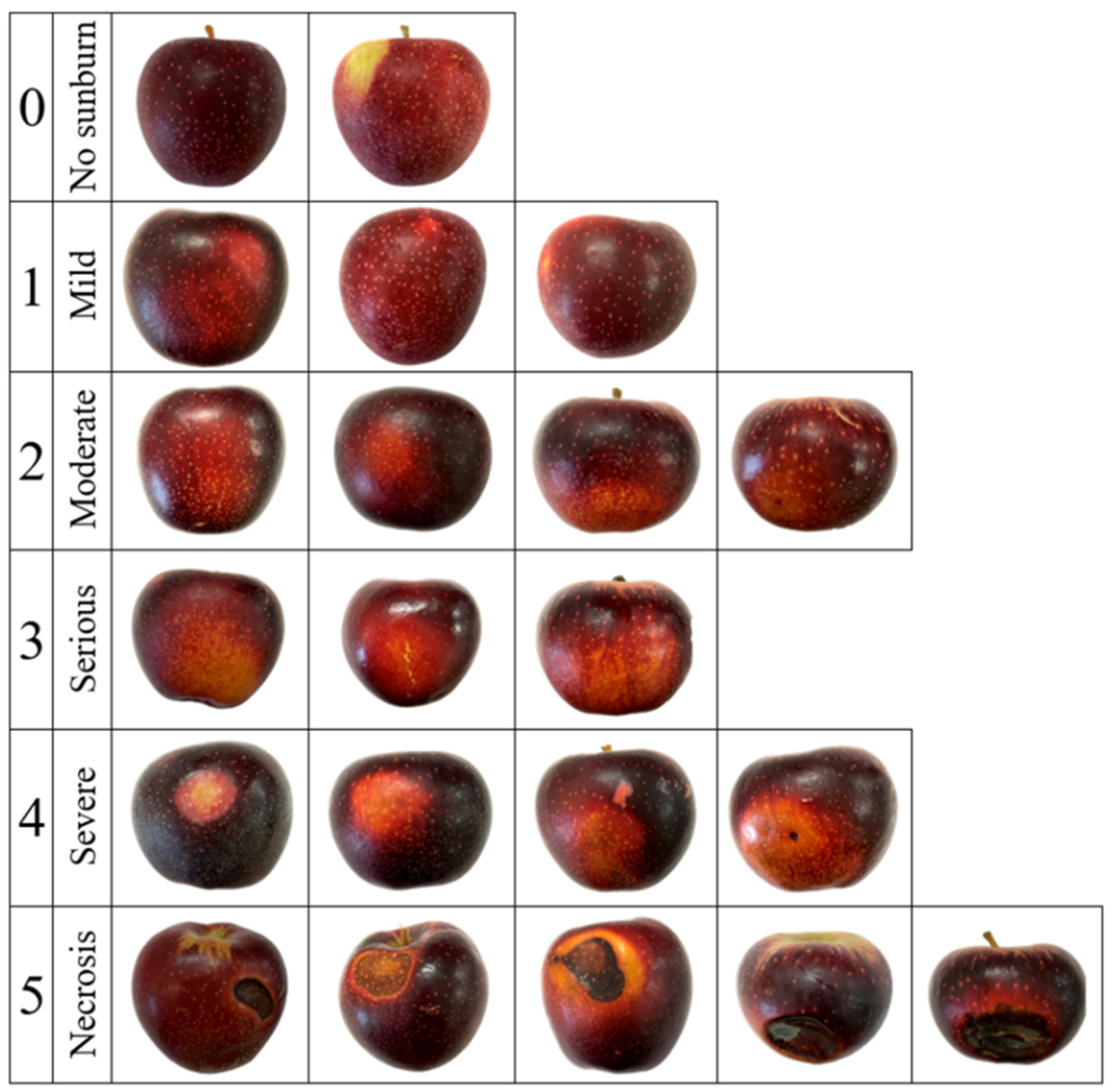 Horticulturae 10 00725 g001 Horticulturae 10 00725 g001