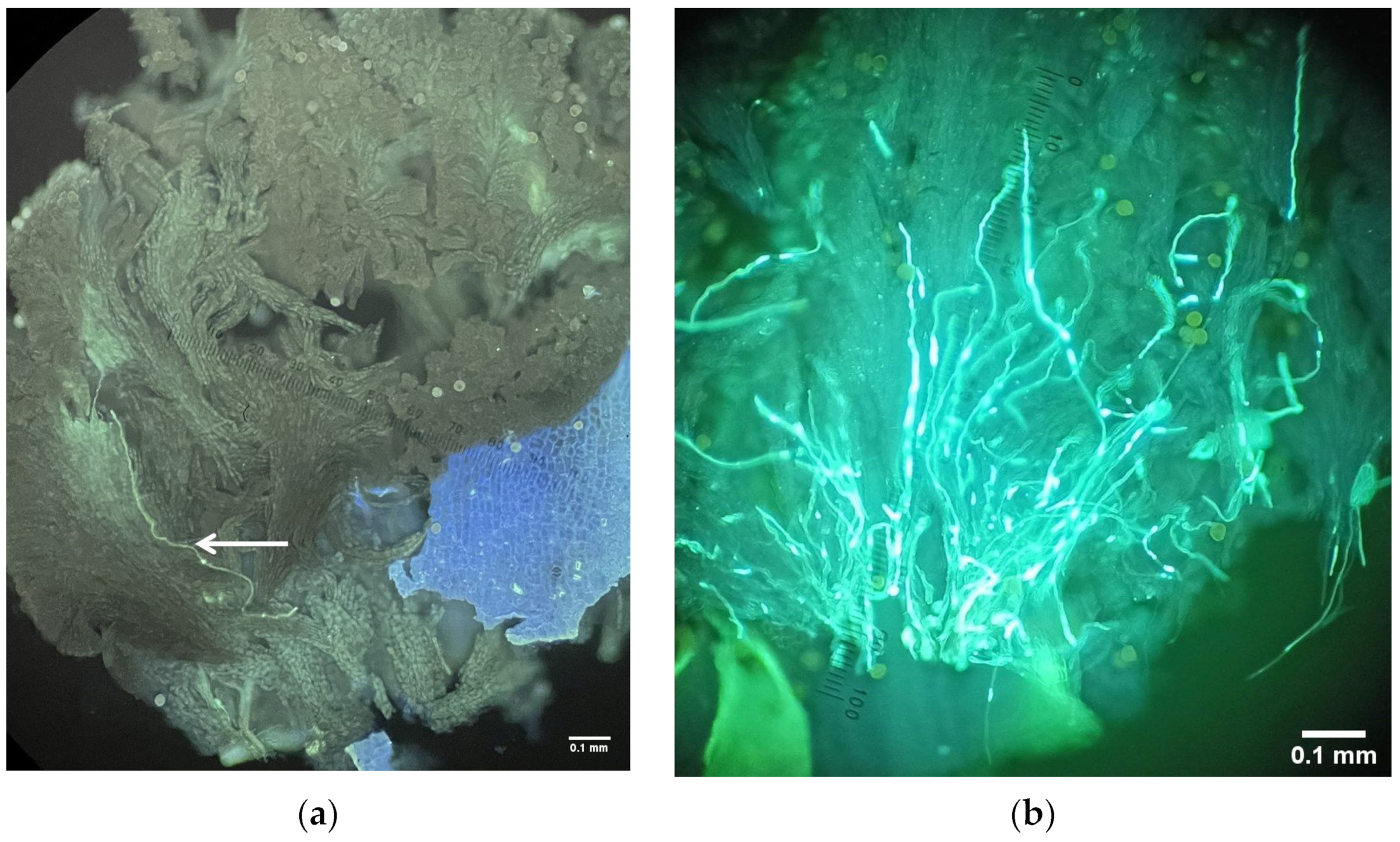 Horticulturae 10 00739 g003