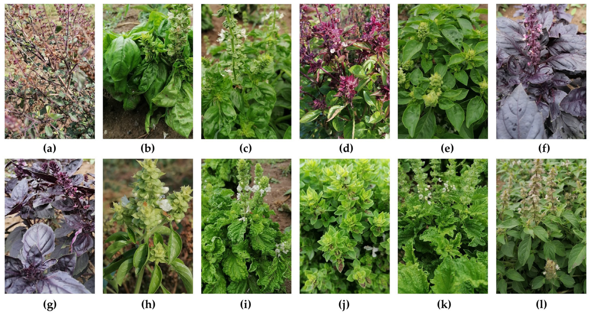 Horticulturae 10 00740 g001