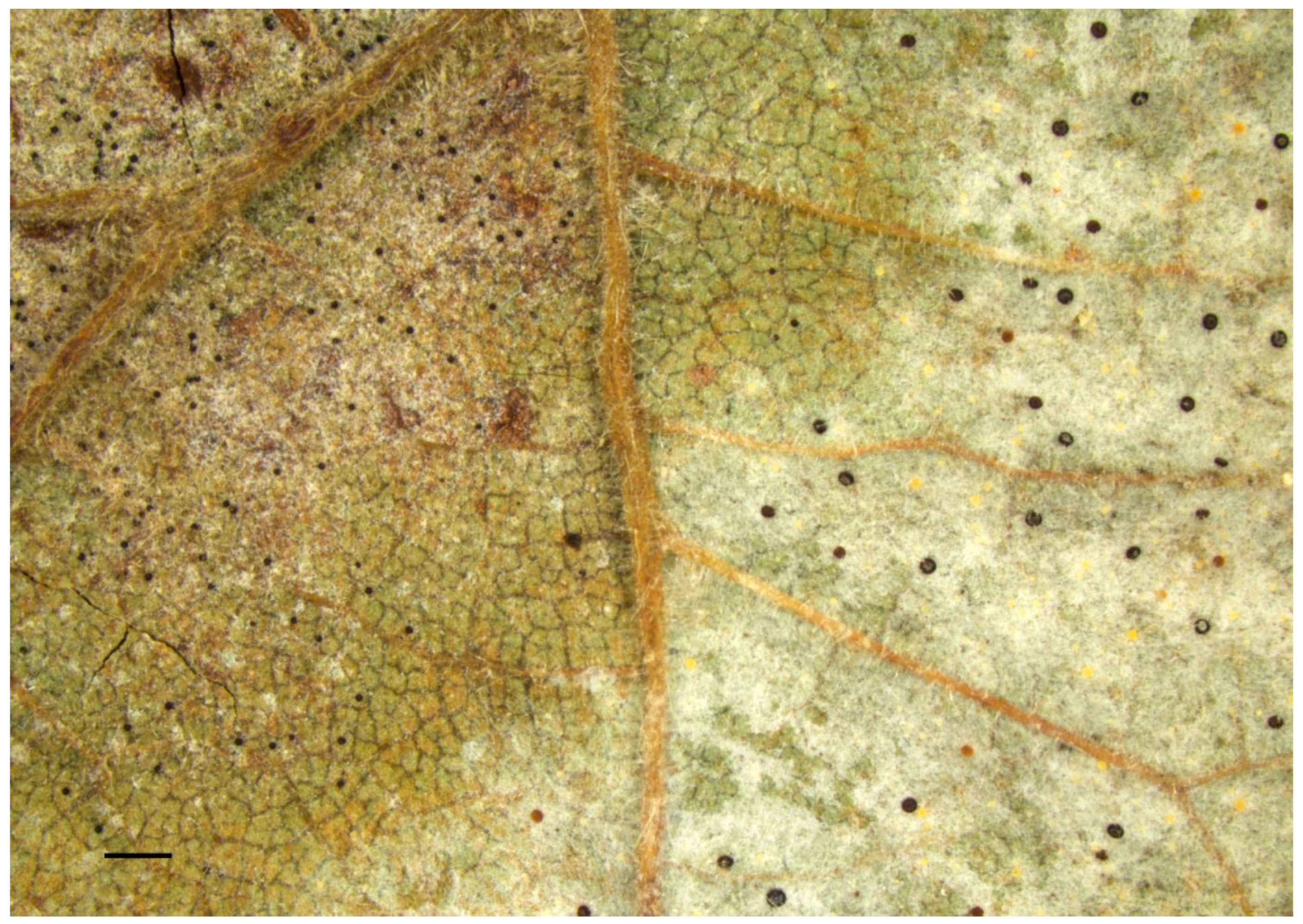 Horticulturae 10 00763 g001