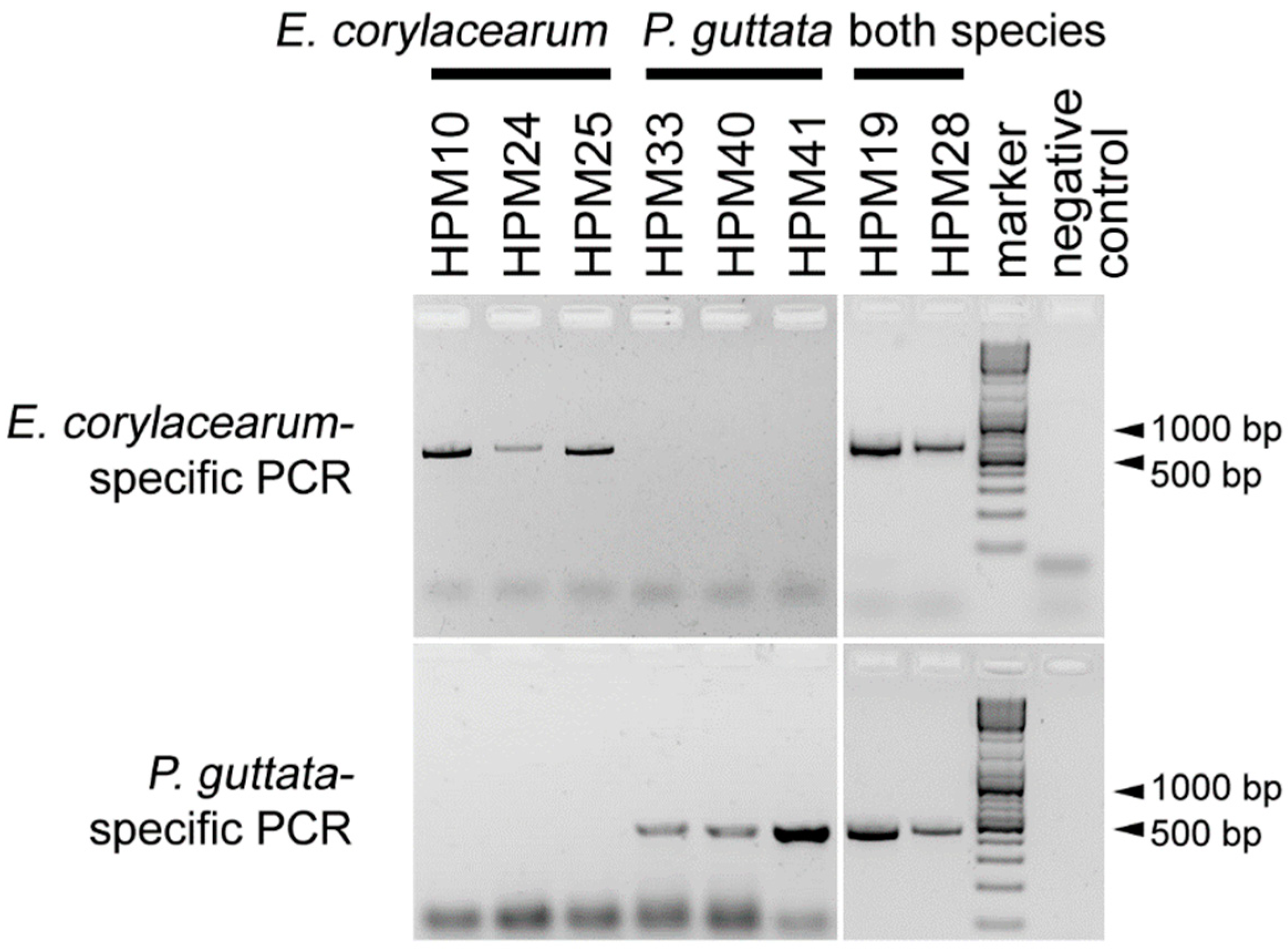 Horticulturae 10 00763 g002