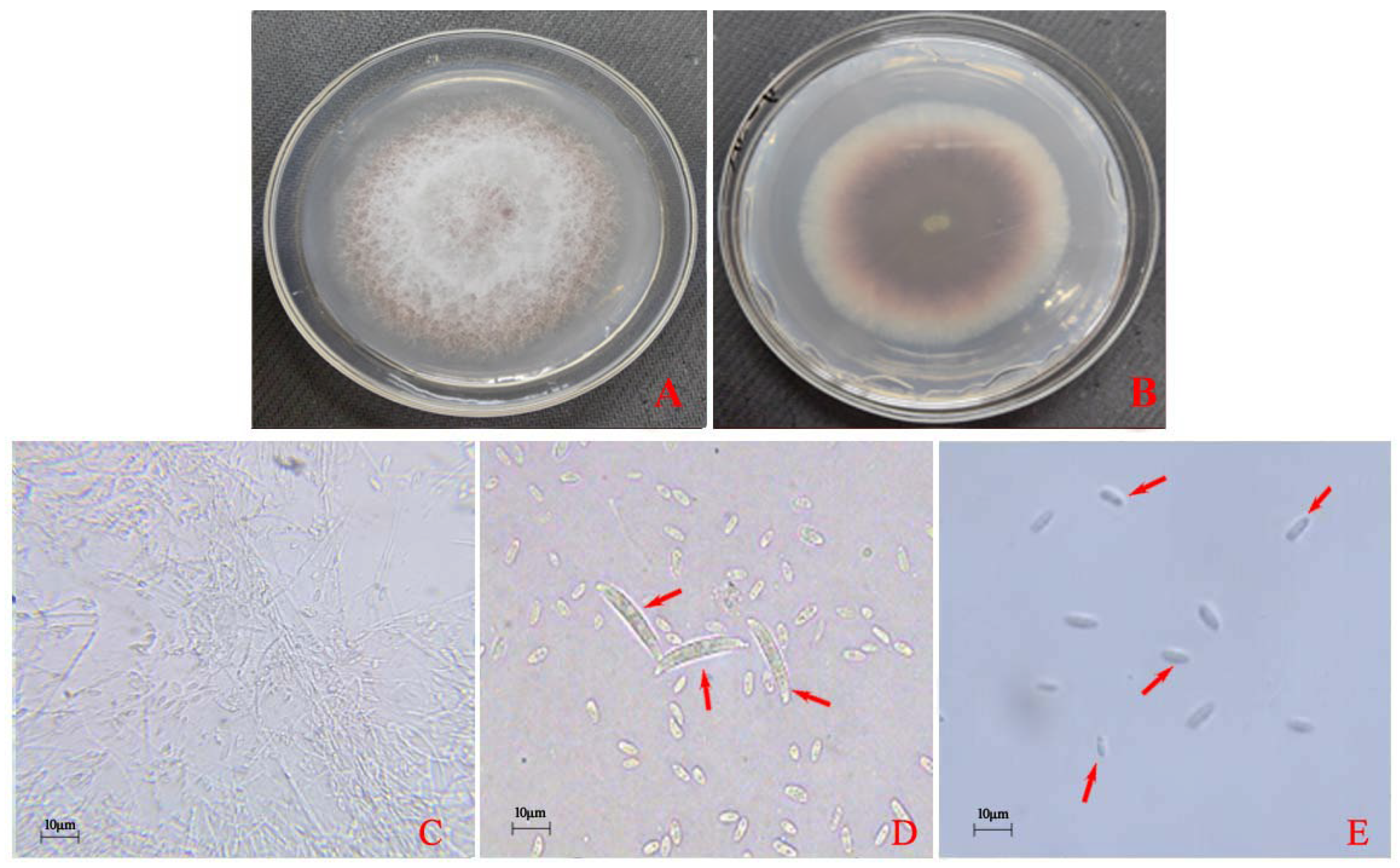 Horticulturae 10 00771 g003