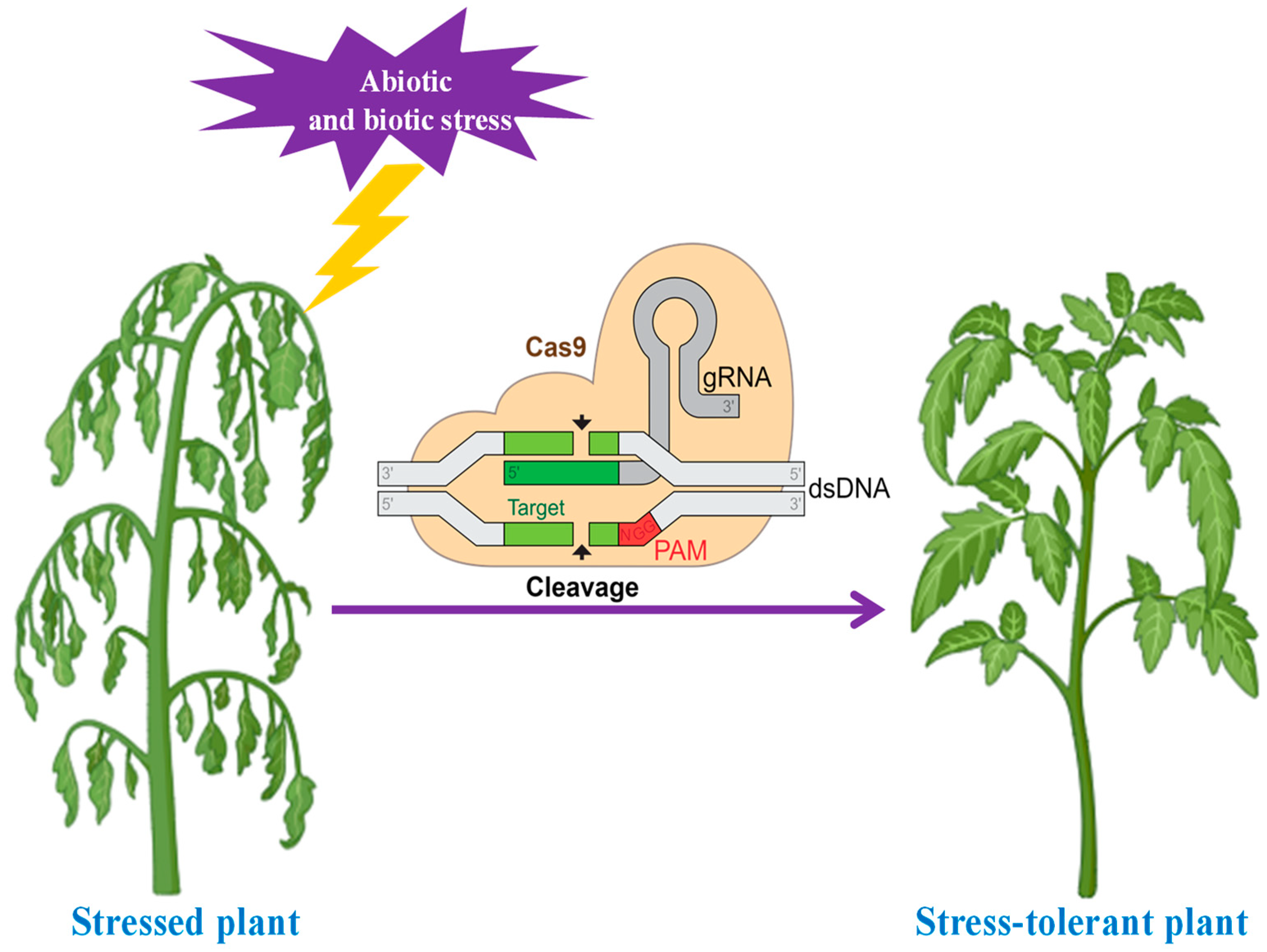 Horticulturae 10 00779 g004