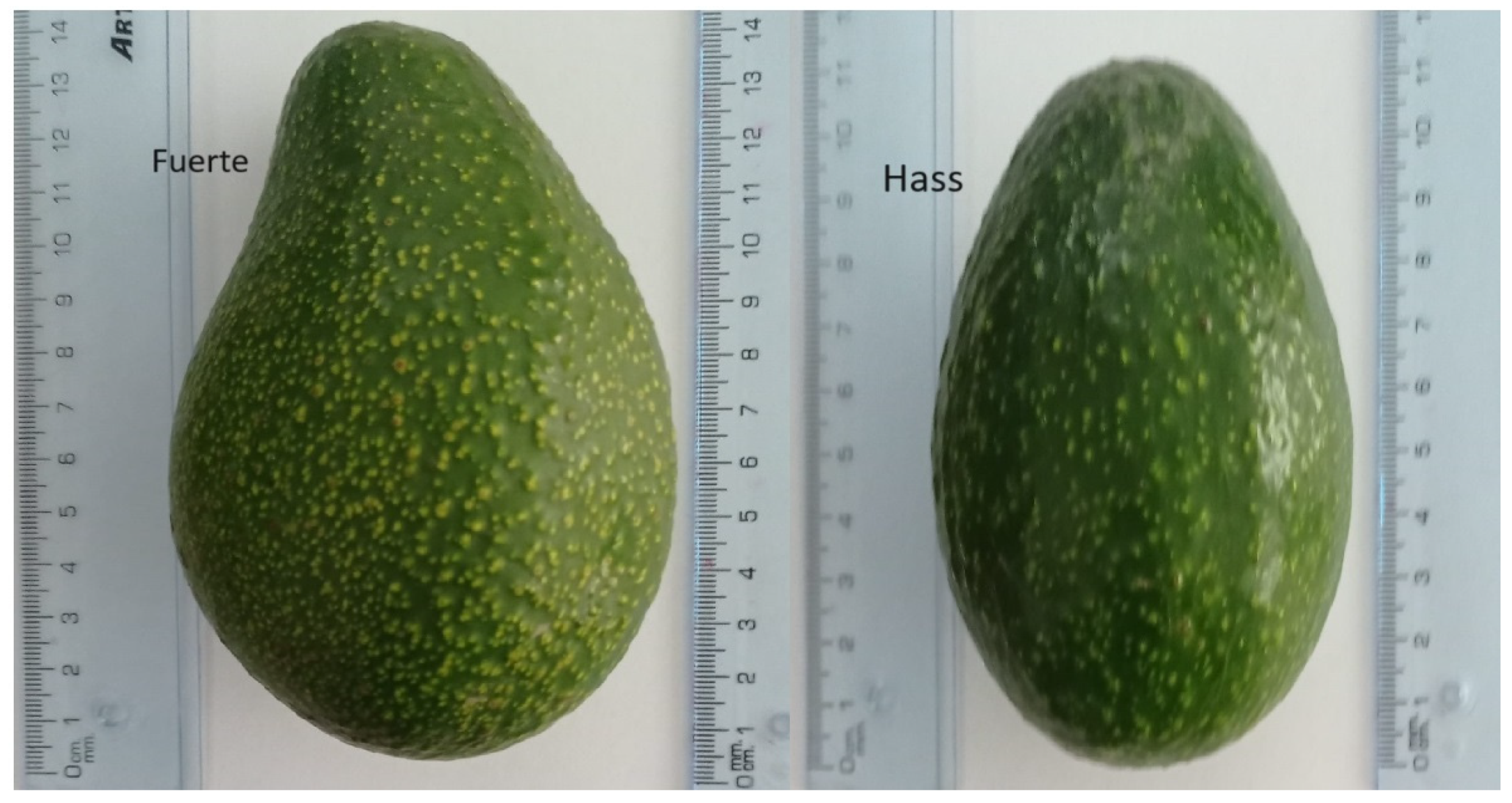 Horticulturae 10 00783 g001 Horticulturae 10 00783 g001