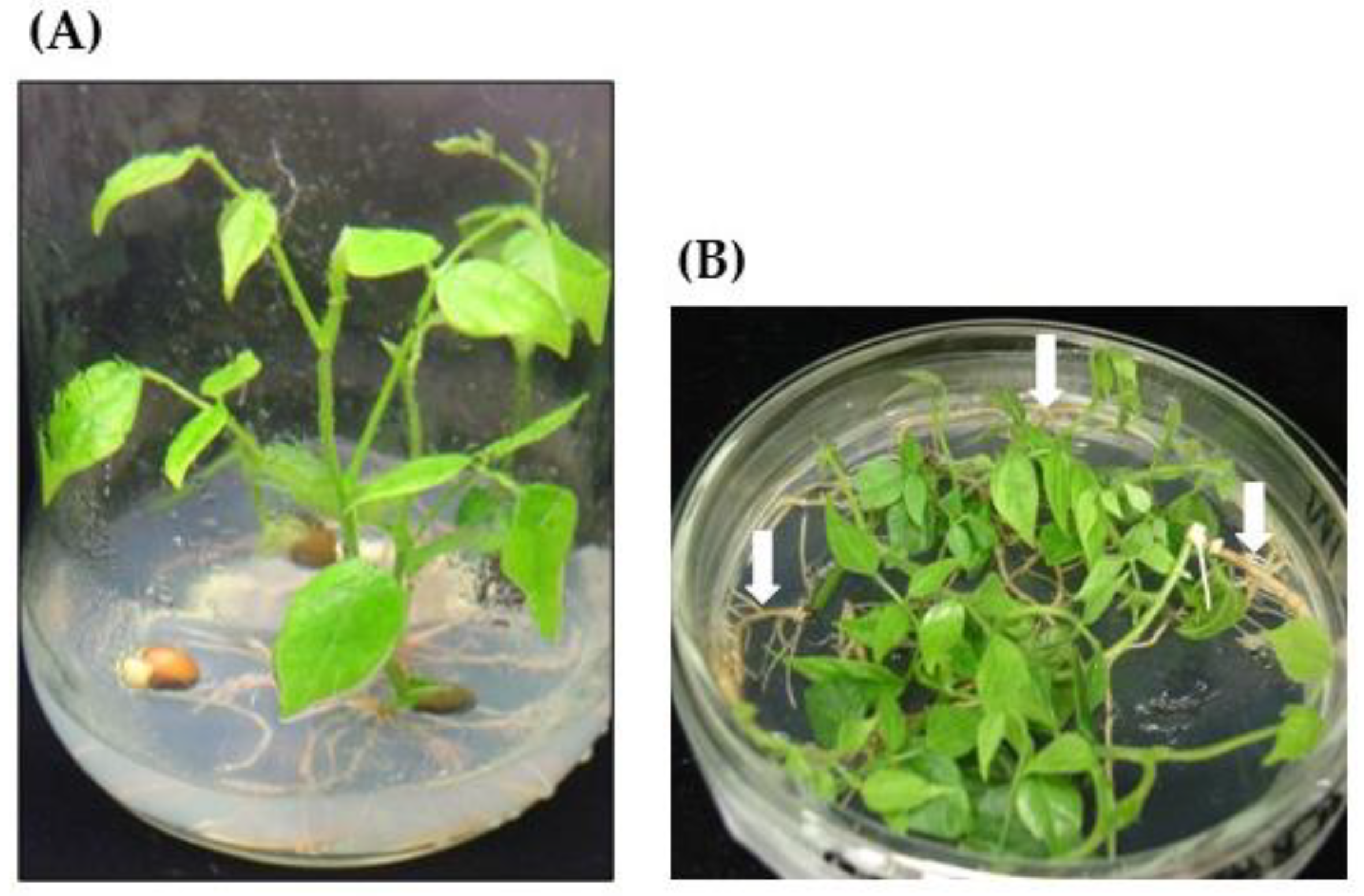 Horticulturae 10 00788 g001