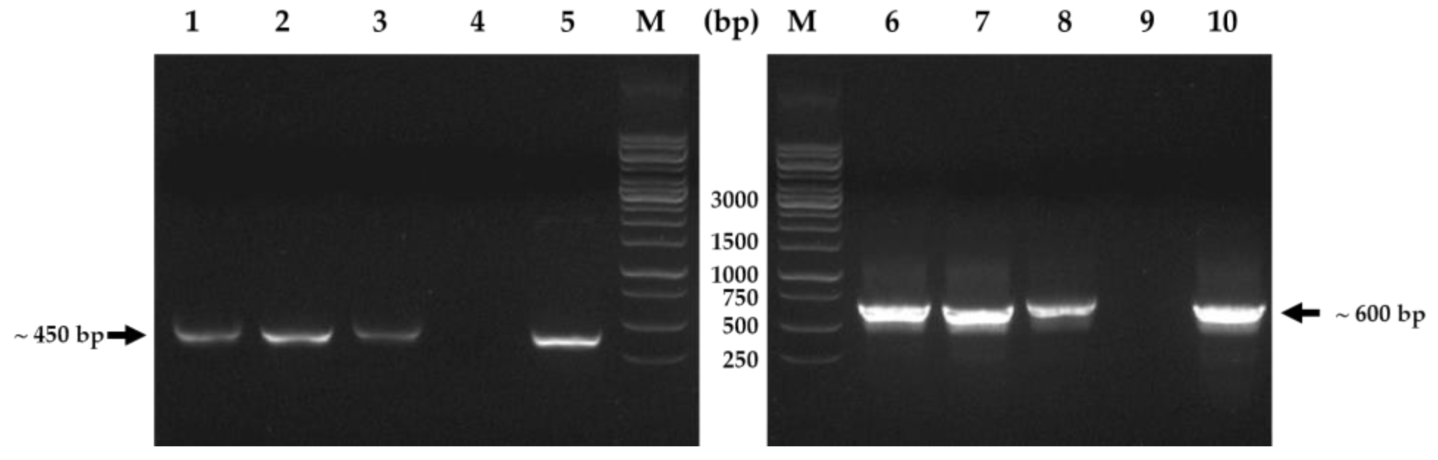Horticulturae 10 00788 g002