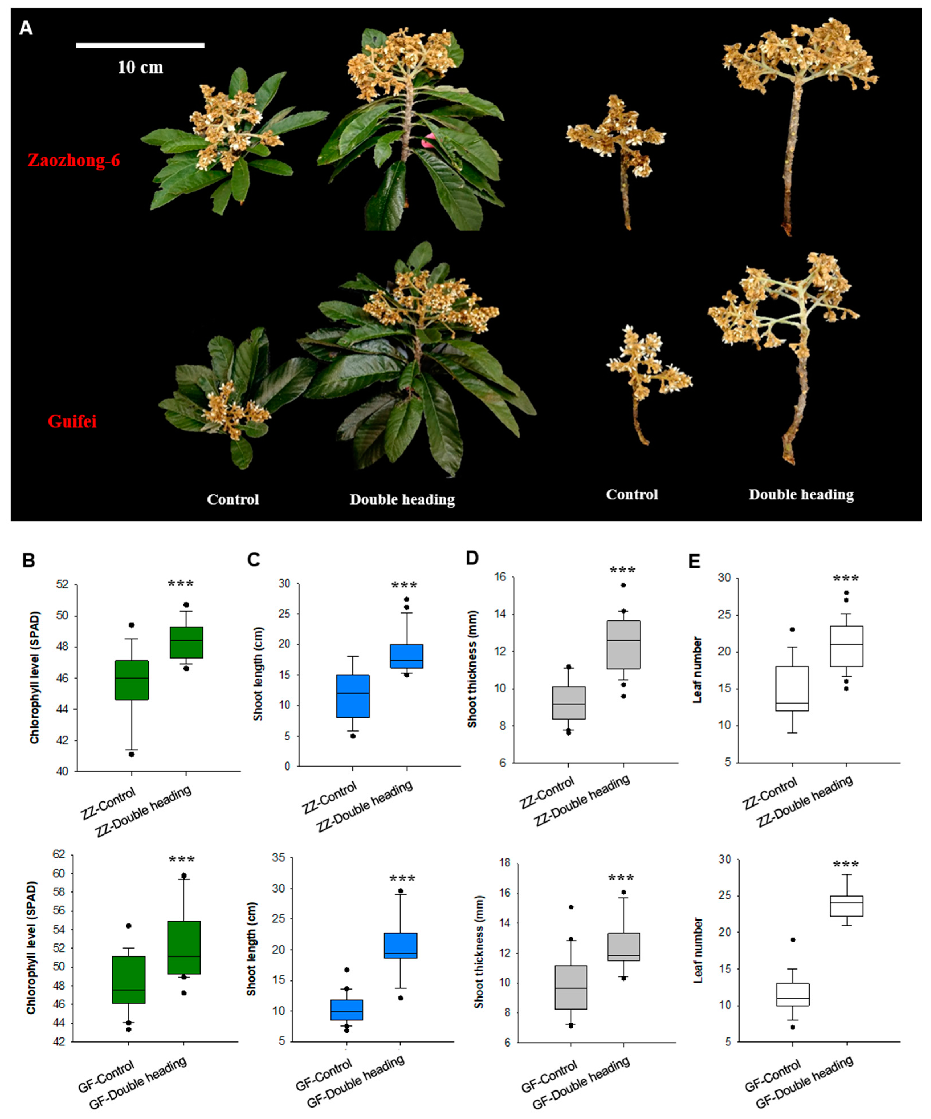 Horticulturae 10 00793 g002