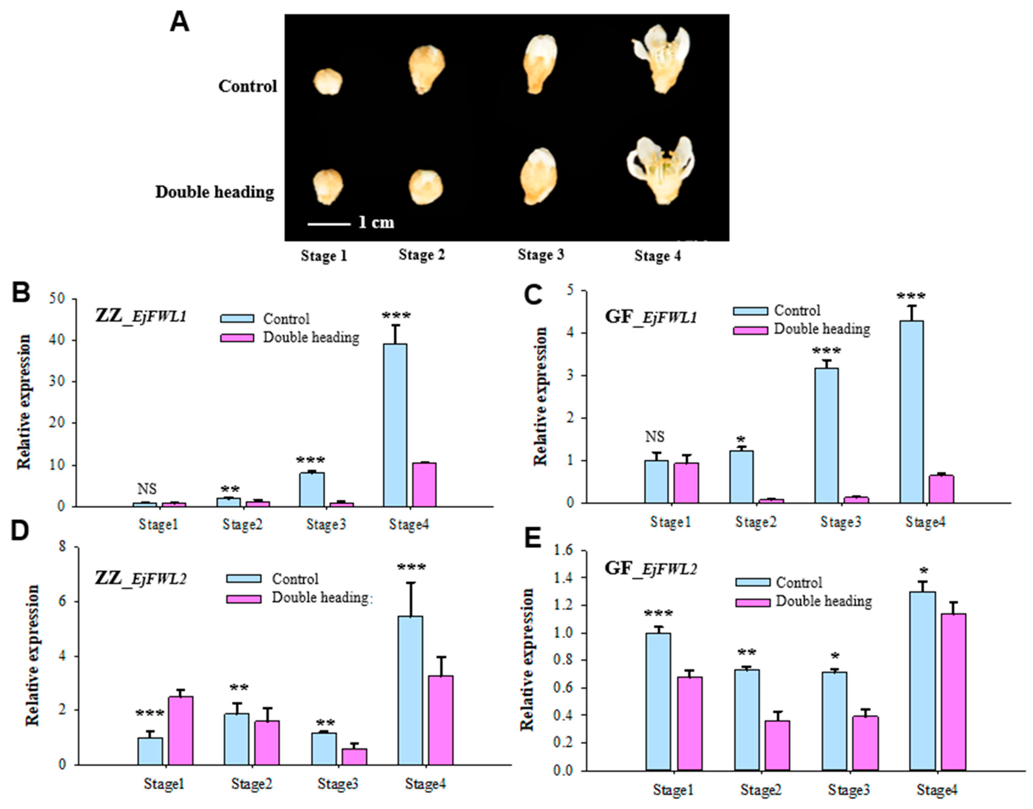 Horticulturae 10 00793 g006